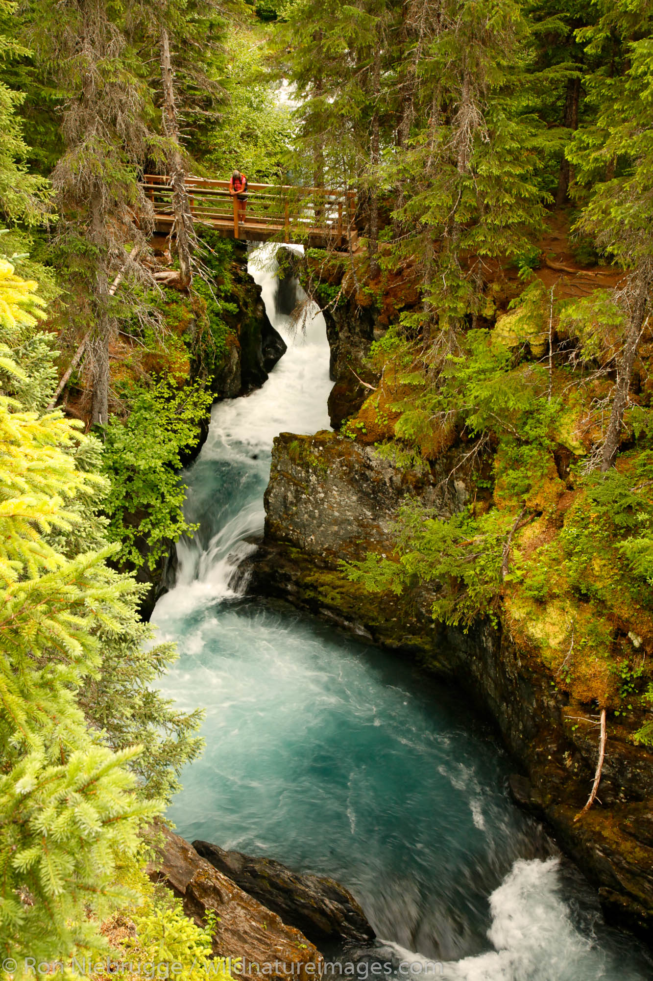 A hiker views the Winner Creek Gorge, Winner Creek Gorge Trail, Girdwood, Chugach National Forest, Alaska. (MR)