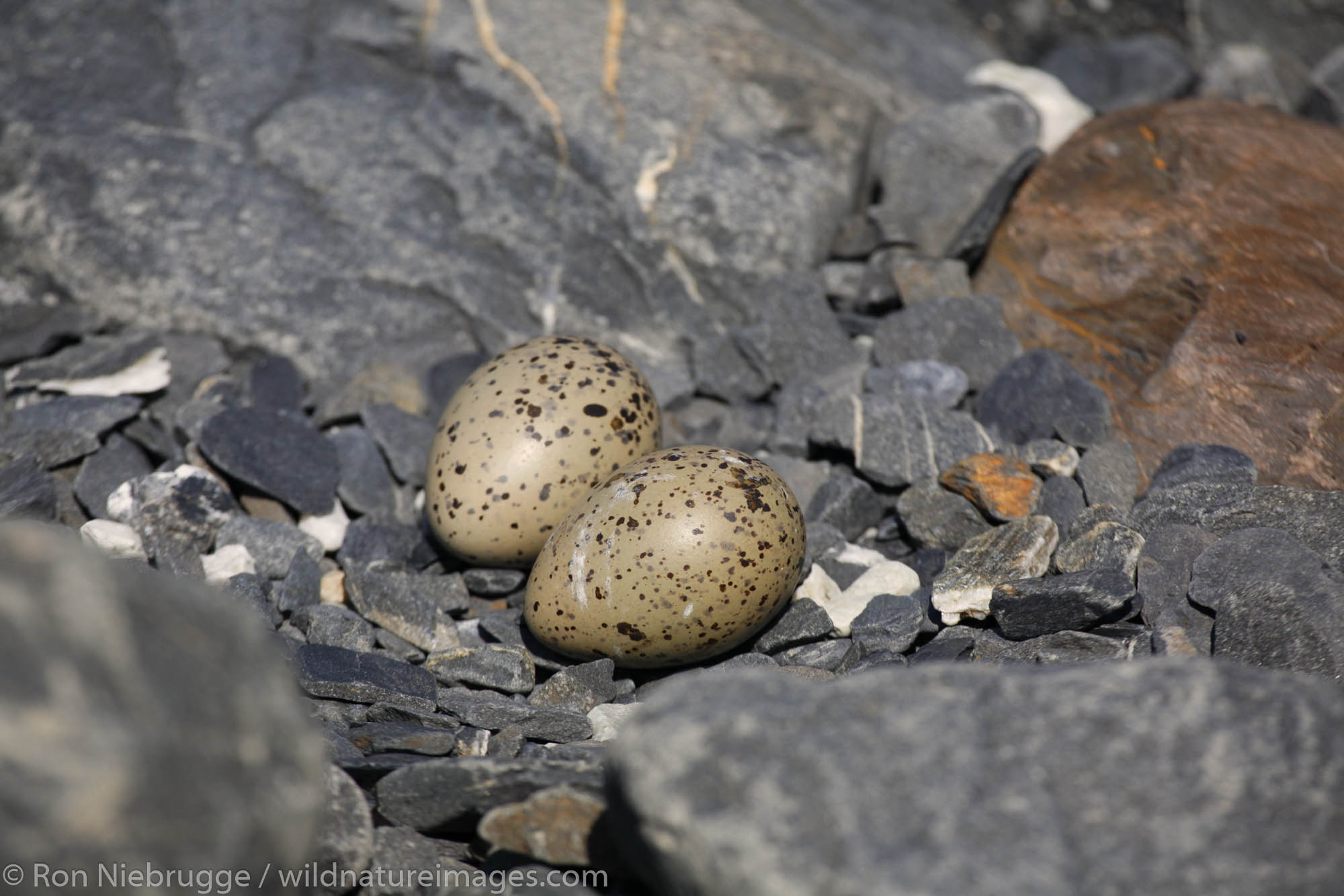 Black Oystercatcher (Haematopus bachmani) nest with eggs, Harriman Fiord, Prince William Sound, Chugach National Forest, Alaska...