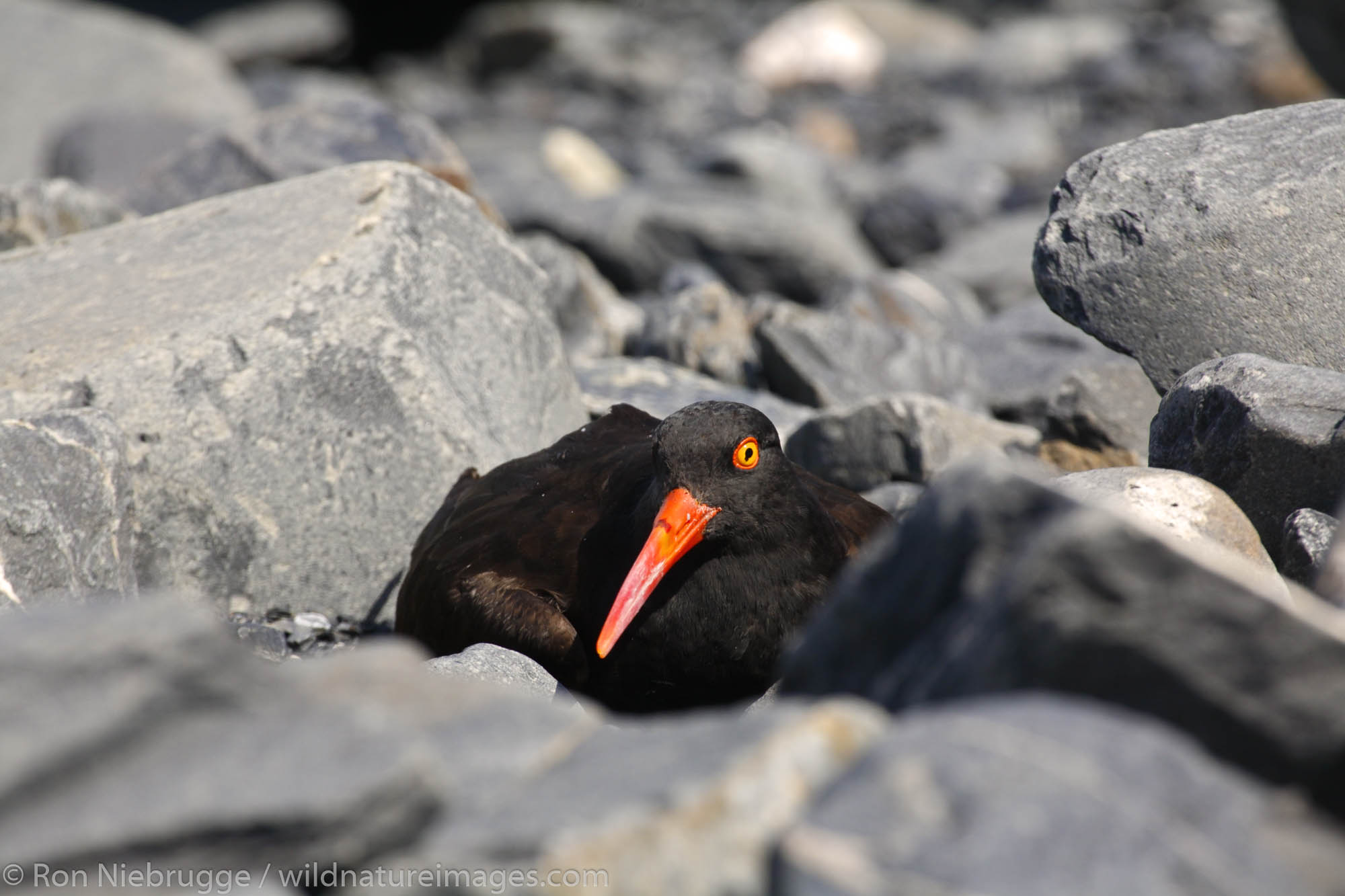 Black Oystercatcher (Haematopus bachmani) with a radio transmitter on its back, Harriman Fiord, Prince William Sound, Chugach...