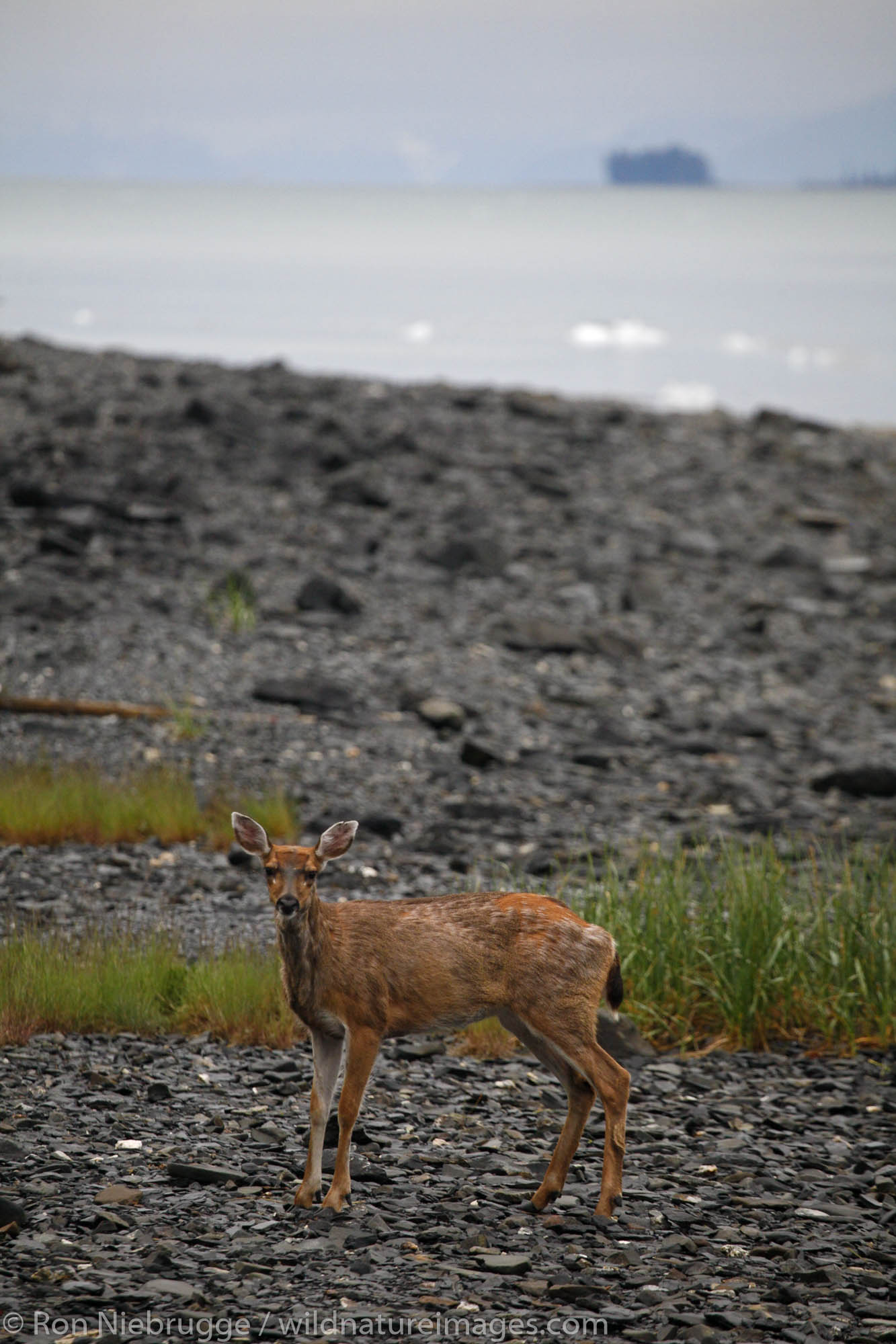 Sitka Black-tailed Deer, (Odocoileus hemionus sitkensis), Barry Arm, Prince William Sound, Chugach National Forest, Alaska.
