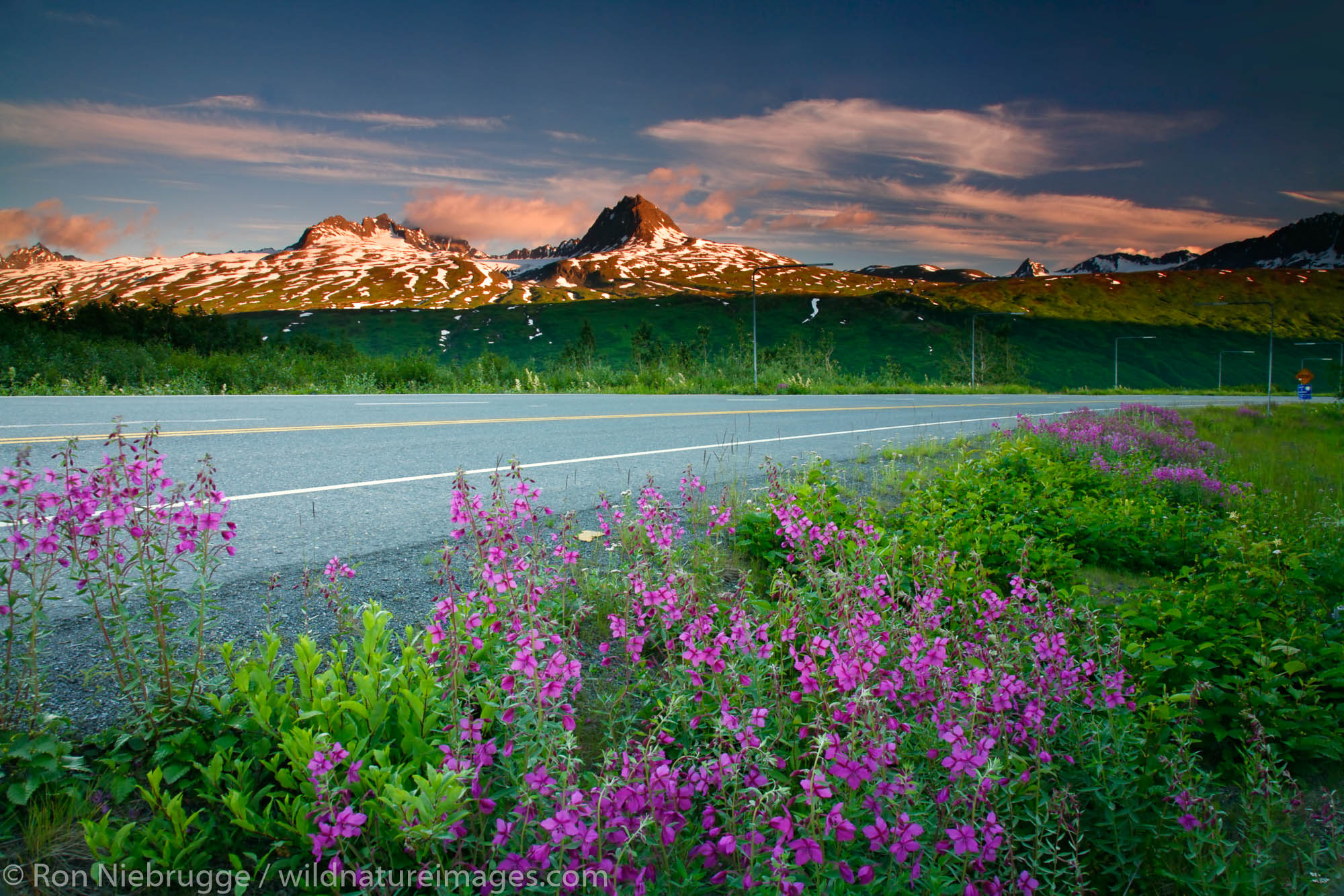 Fireweed in Thompson Pass,  Richardson Highway, Alaska.