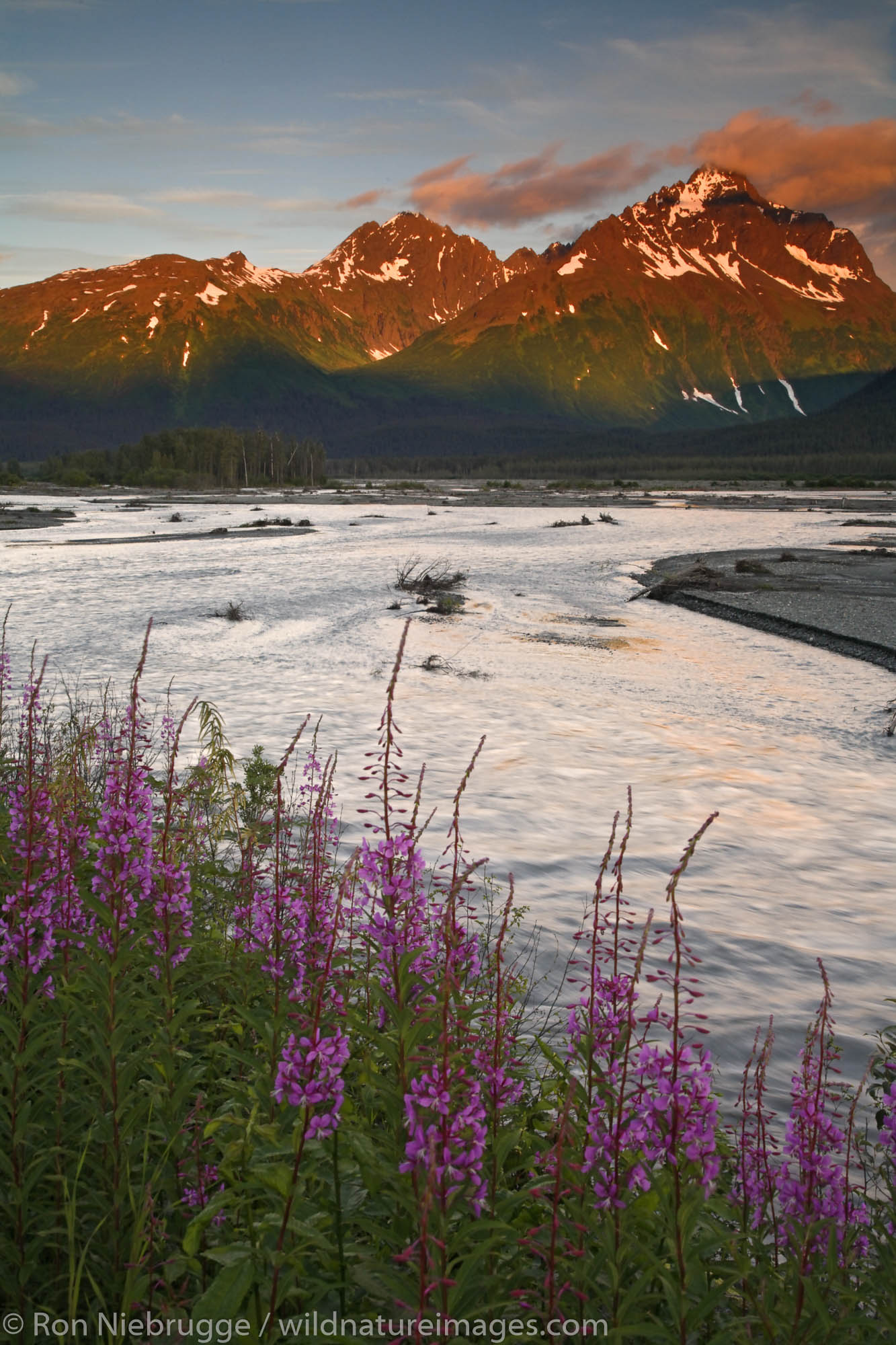 Fireweed along the Lowe River, Valdez, Alaska.