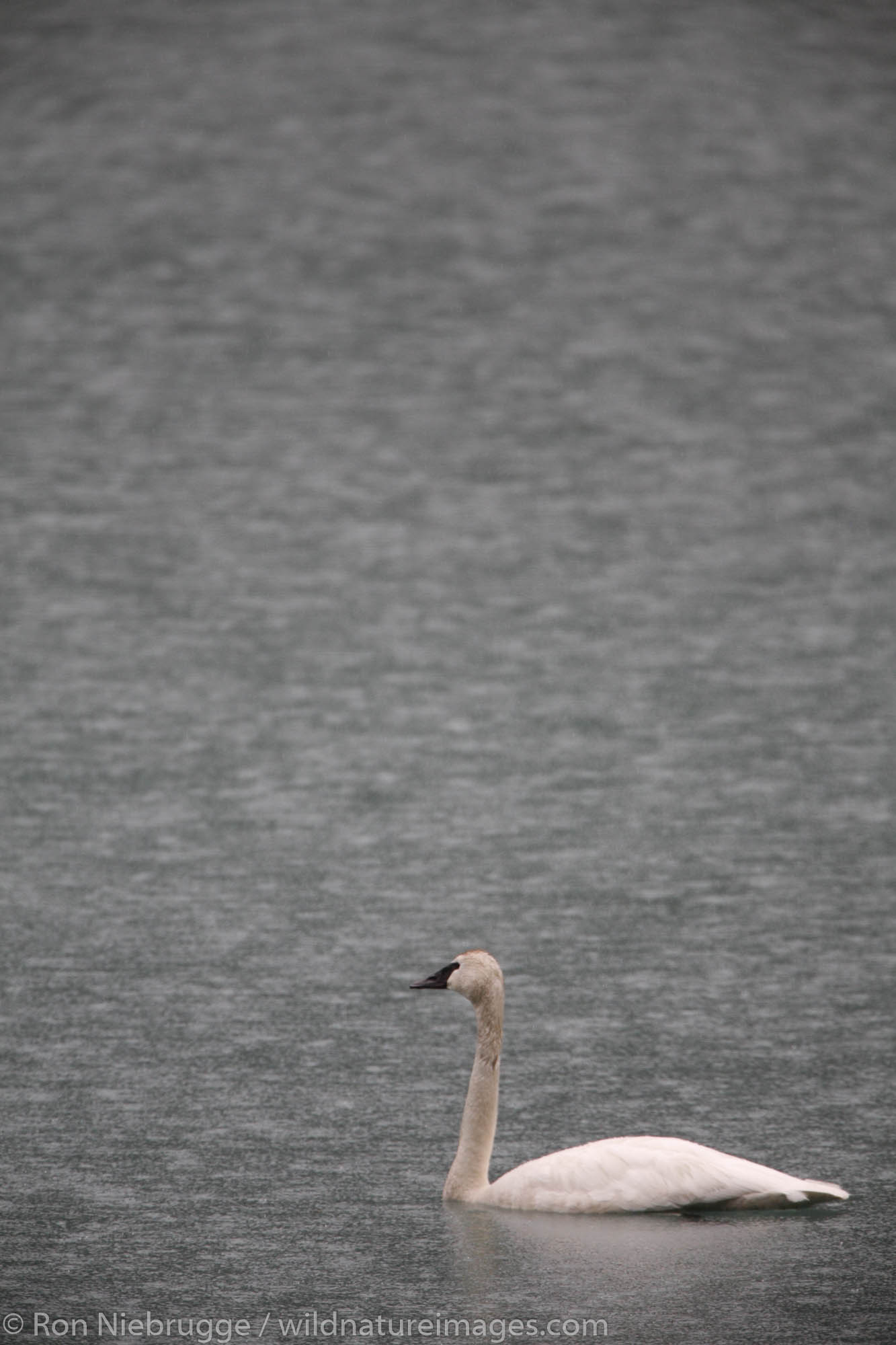 Swan in Eyak Lake, Cordova, Chugach National Forest, Alaska.