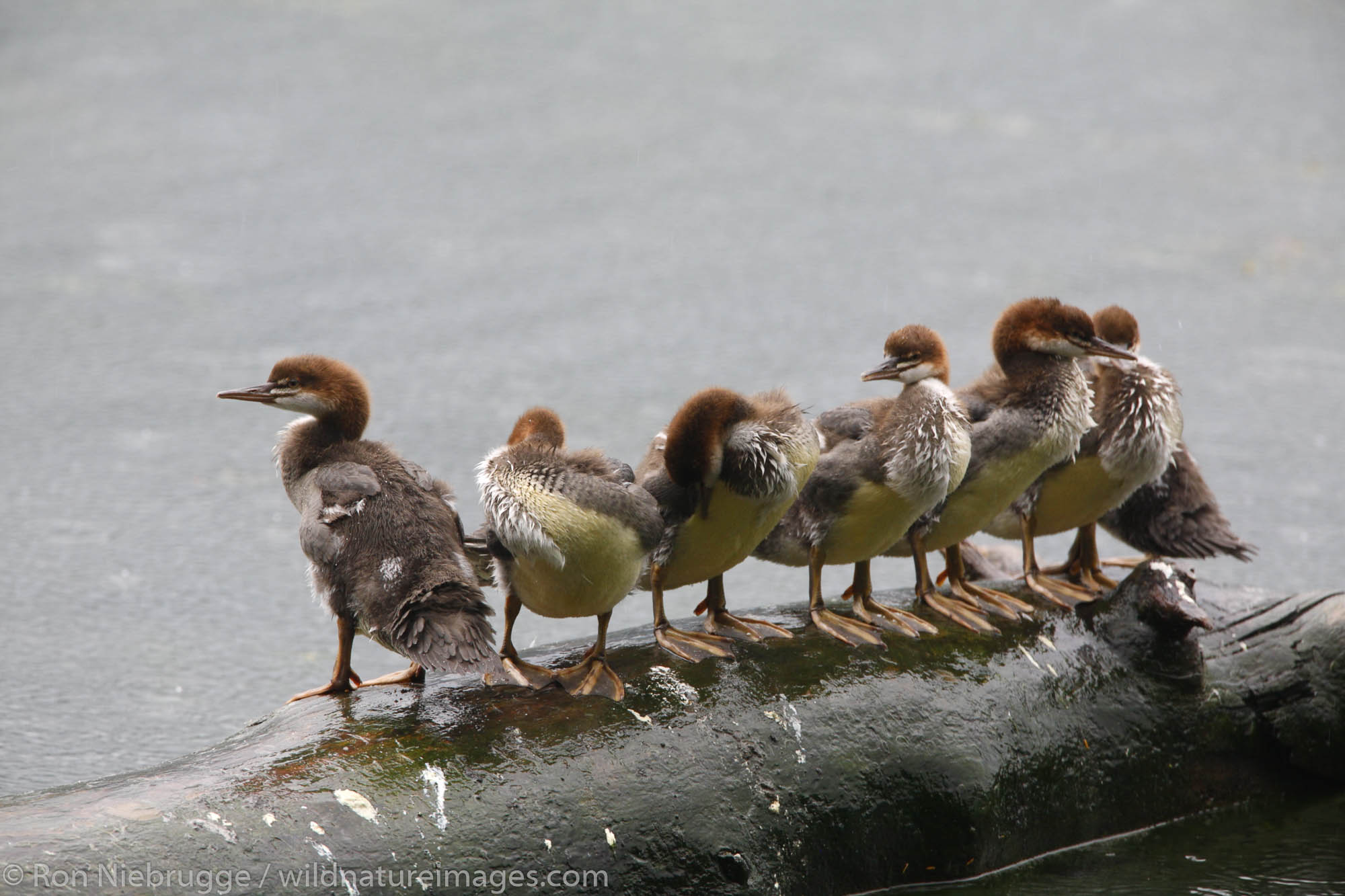 Common Merganser family, Eyak Lake, Cordova, Chugach National Forest, Alaska.