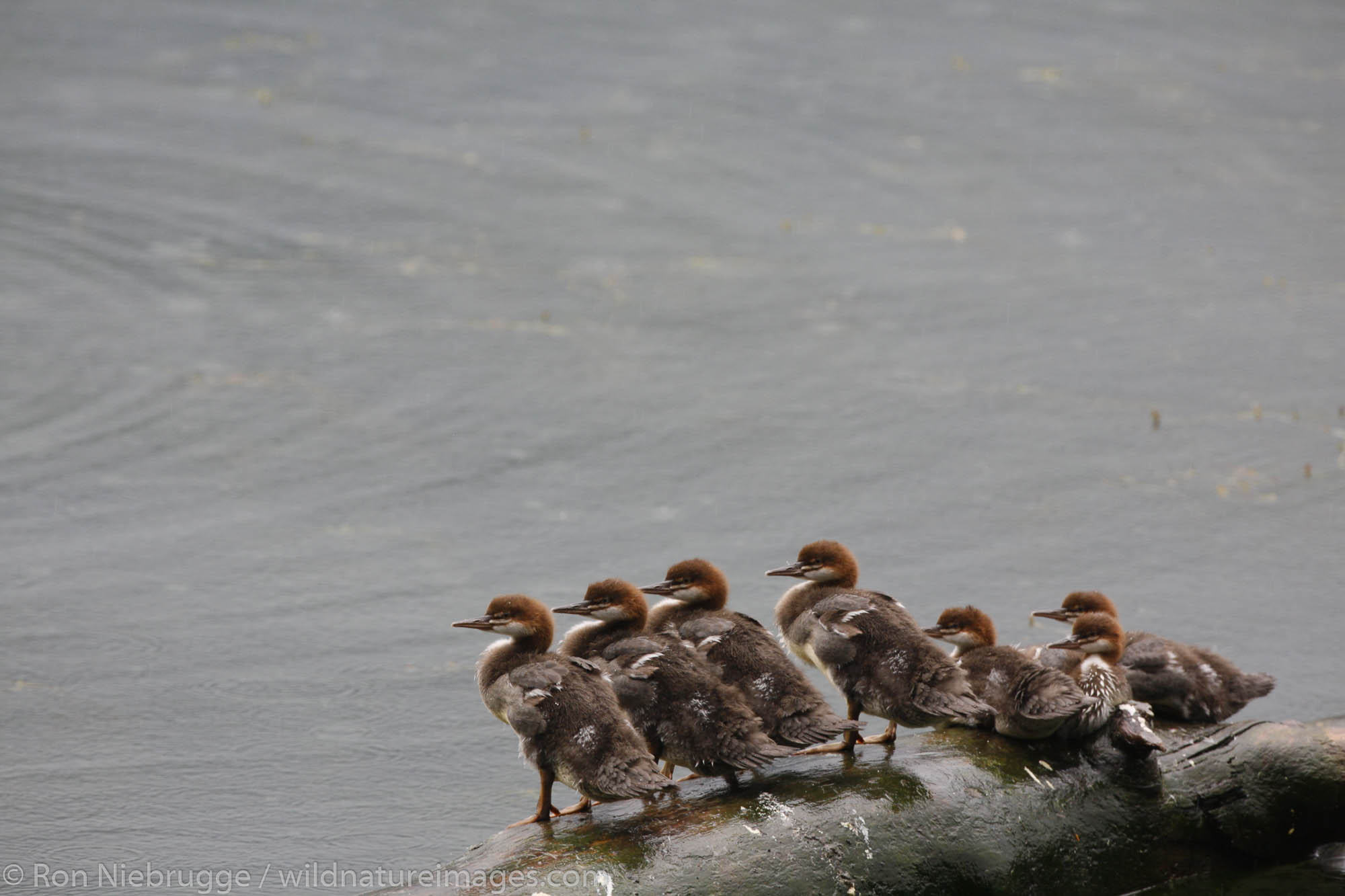 Common Merganser family, Eyak Lake, Cordova, Chugach National Forest, Alaska.