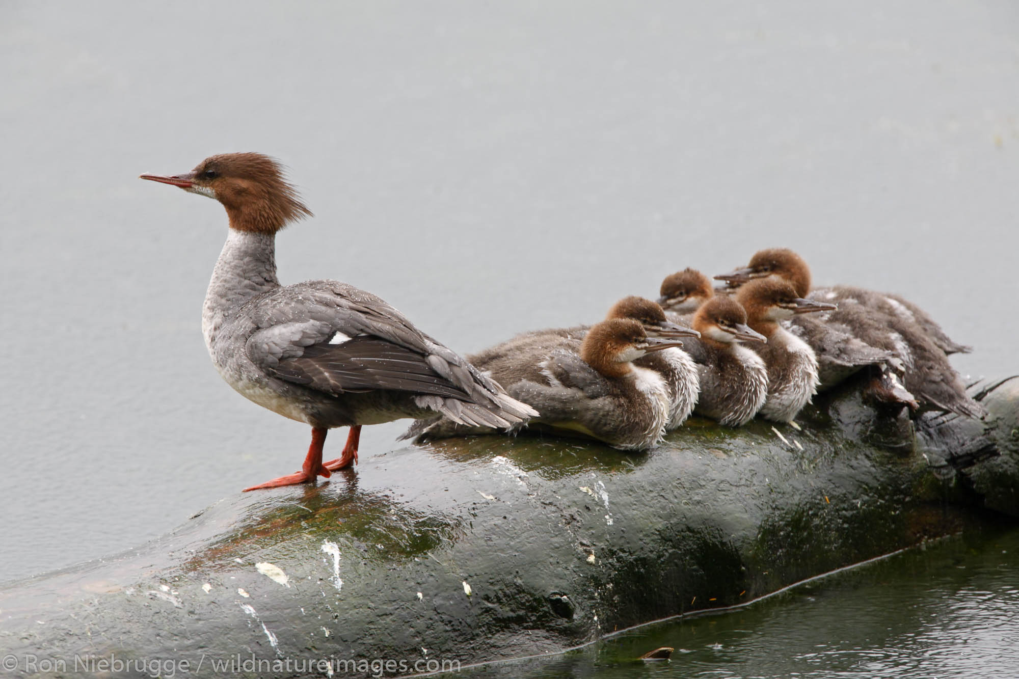 Common Merganser family, Eyak Lake, Cordova, Chugach National Forest, Alaska.