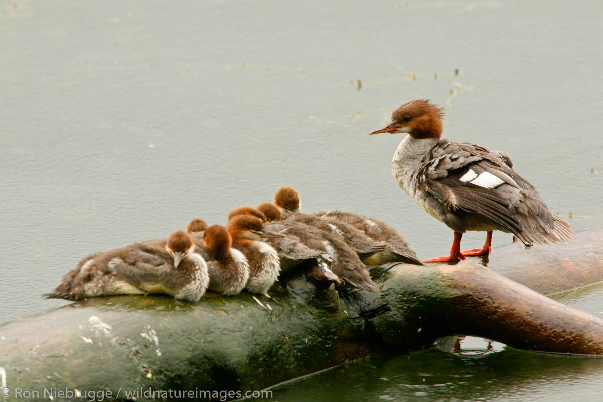 Common Merganser family, Eyak Lake, Cordova, Chugach National Forest, Alaska.
