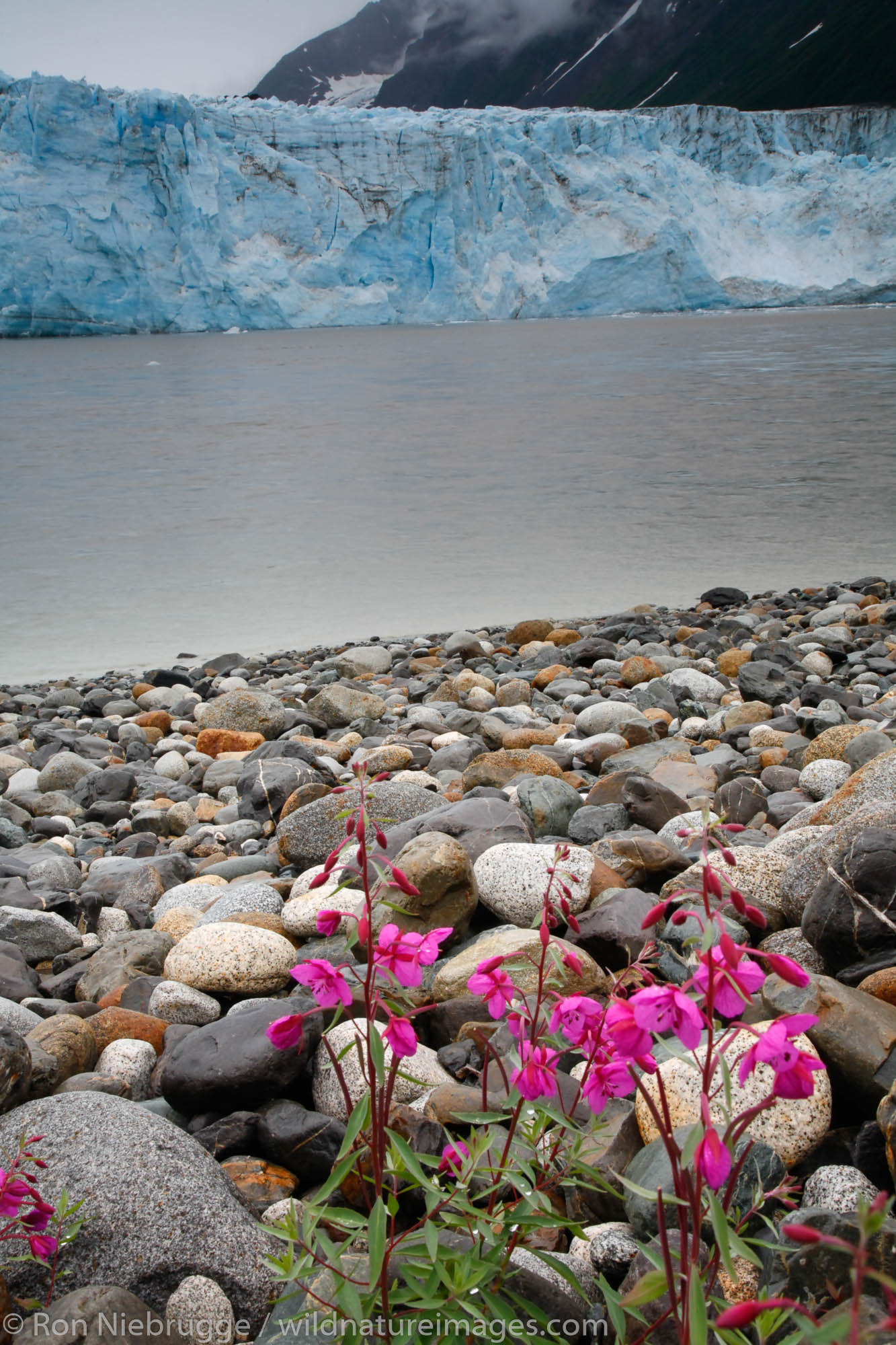 Childs Glacier and the Copper River, Cordova, Chugach National Forest, Alaska.
