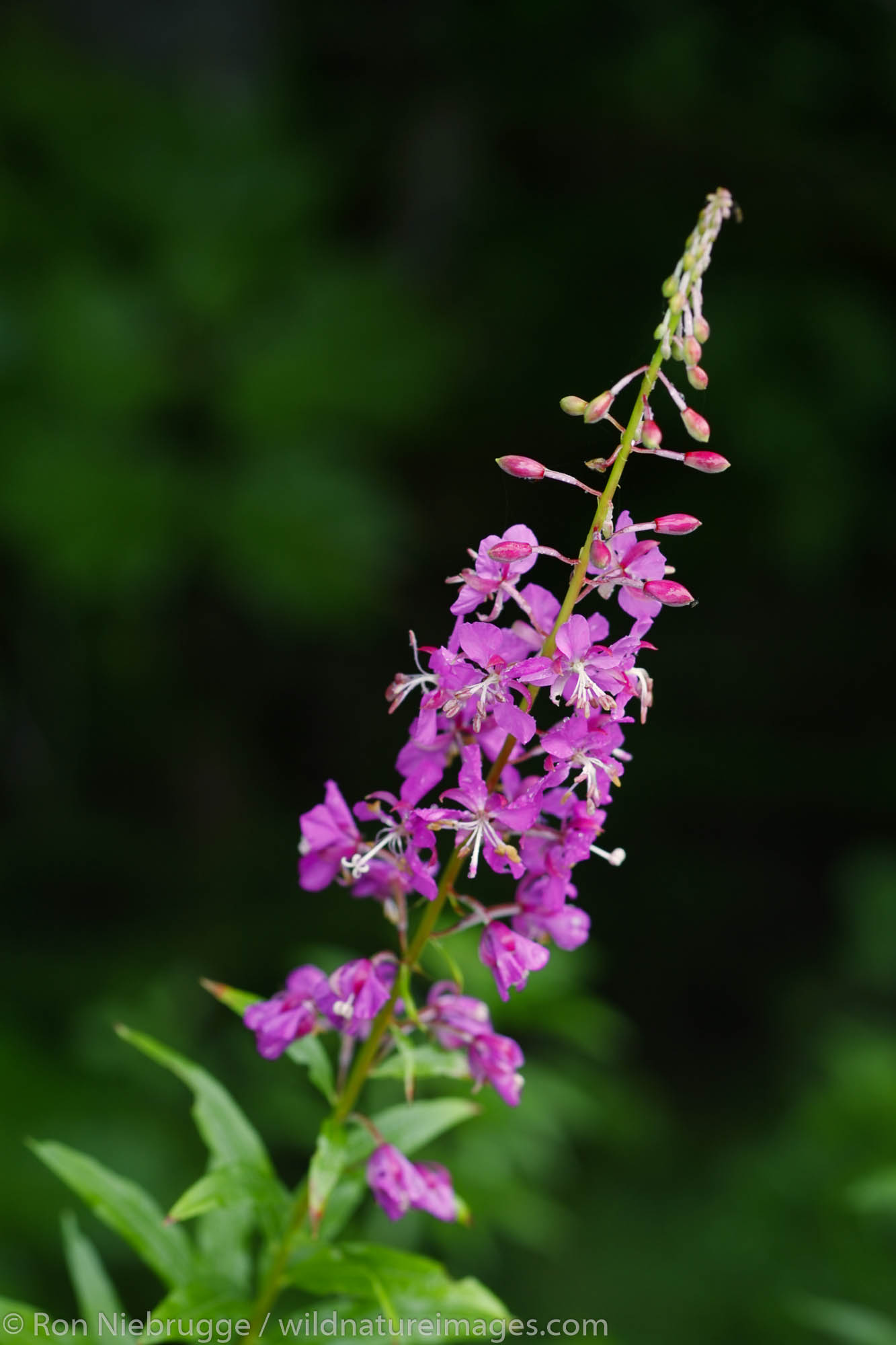 Common Fireweed, Cordova, Chugach National Forest, Alaska.