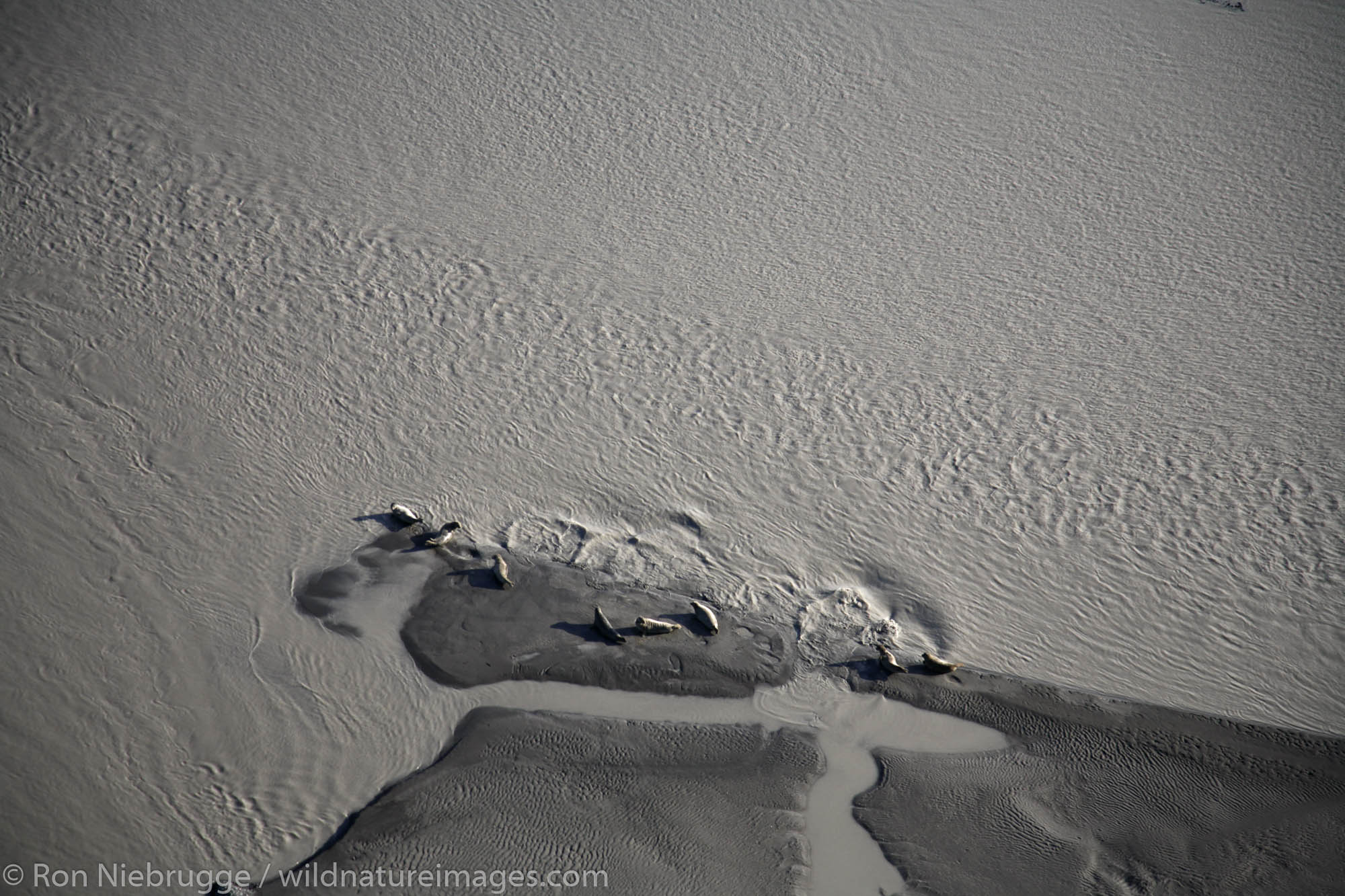 Aerial of Harbor Seals beached on a sandbar in the Copper River and the Copper River Delta, Chugach National Forest near Cordova...