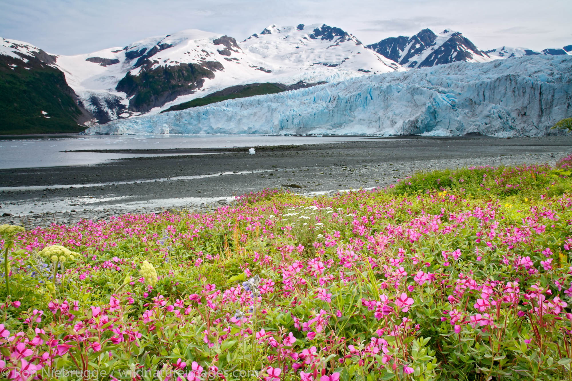 Harriman Glacier Harriman Fiord Prince William Sound Chugach National Forest Alaska.