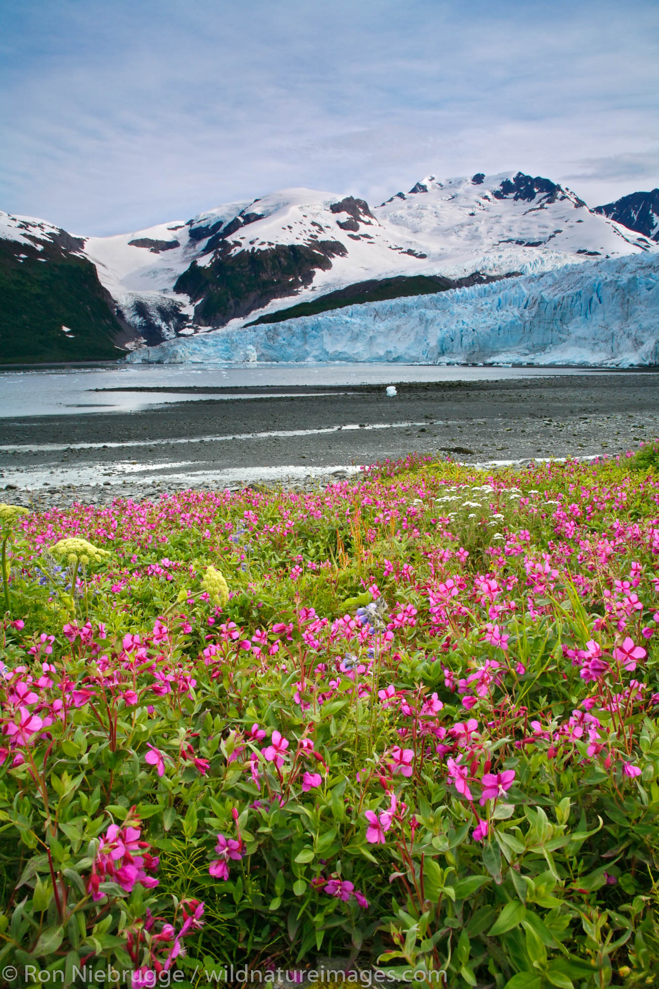 Harriman Glacier Harriman Fiord Prince William Sound Chugach National Forest Alaska.