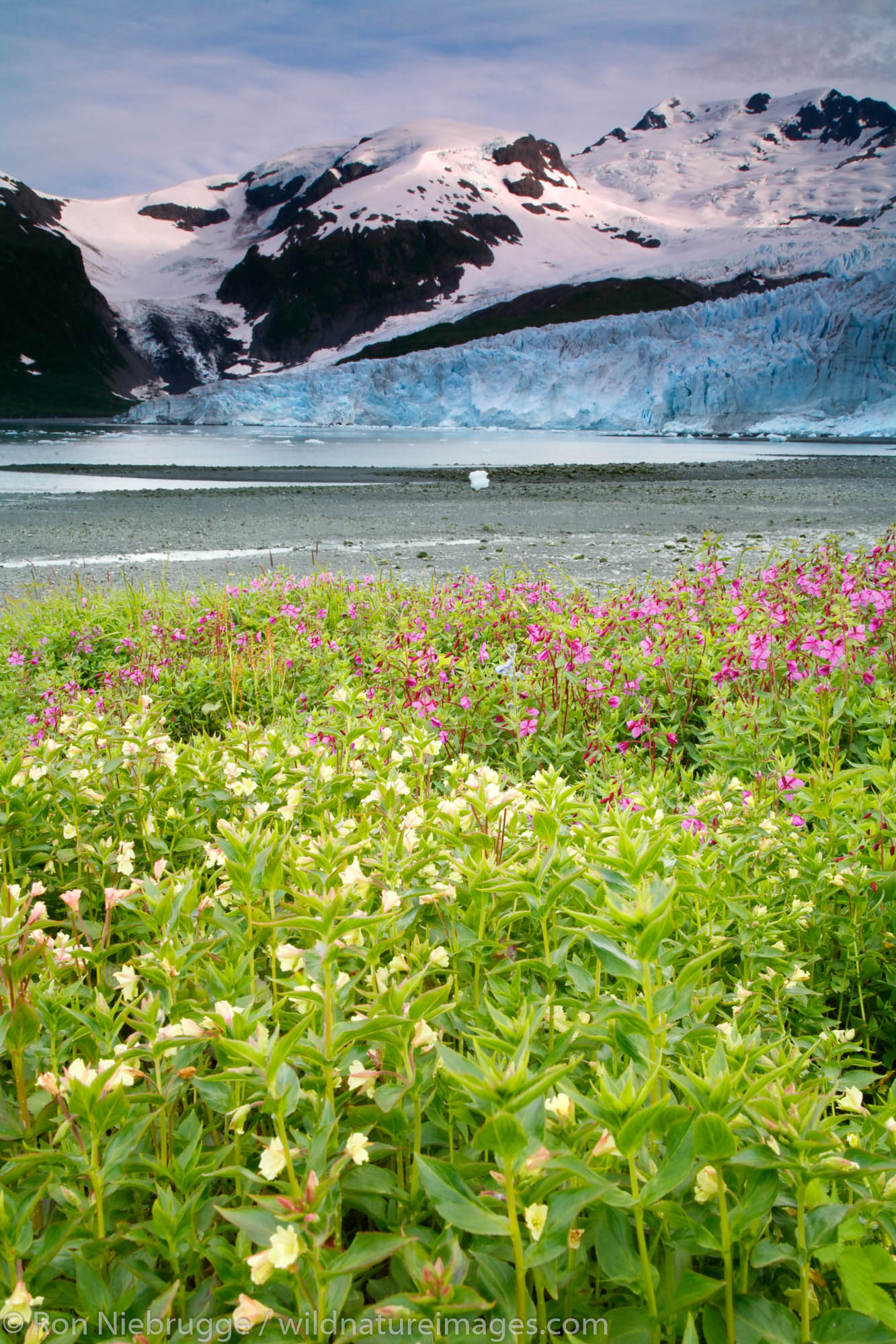 Harriman Glacier Harriman Fiord Prince William Sound Chugach National Forest Alaska.