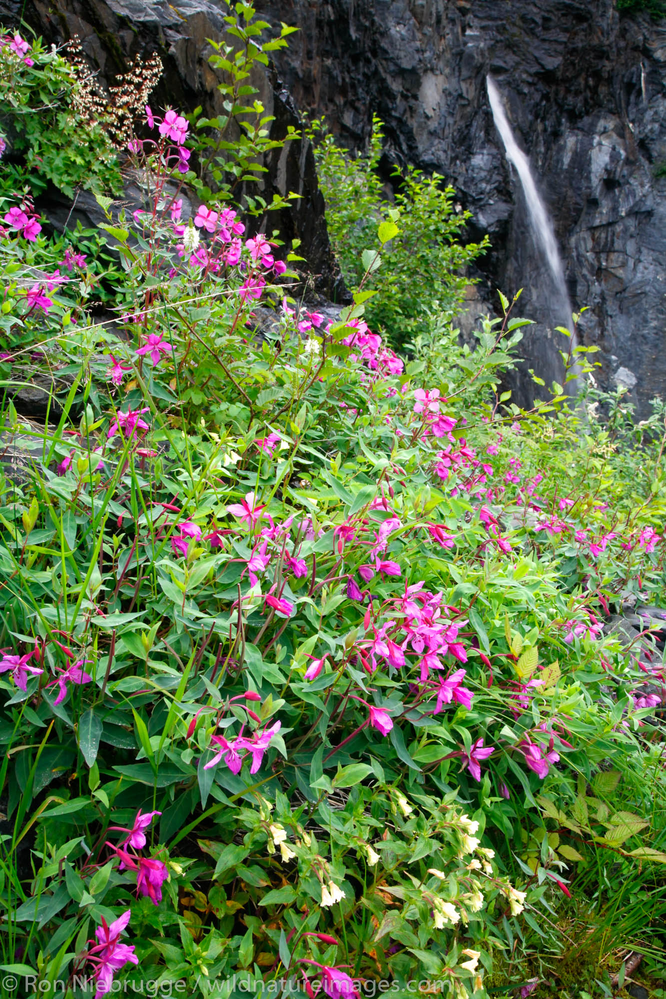 Dwarf Fireweed grows along waterfall below Cataract Glacier, Harriman Fiord, Prince William Sound, Chugach National Forest, Alaska...