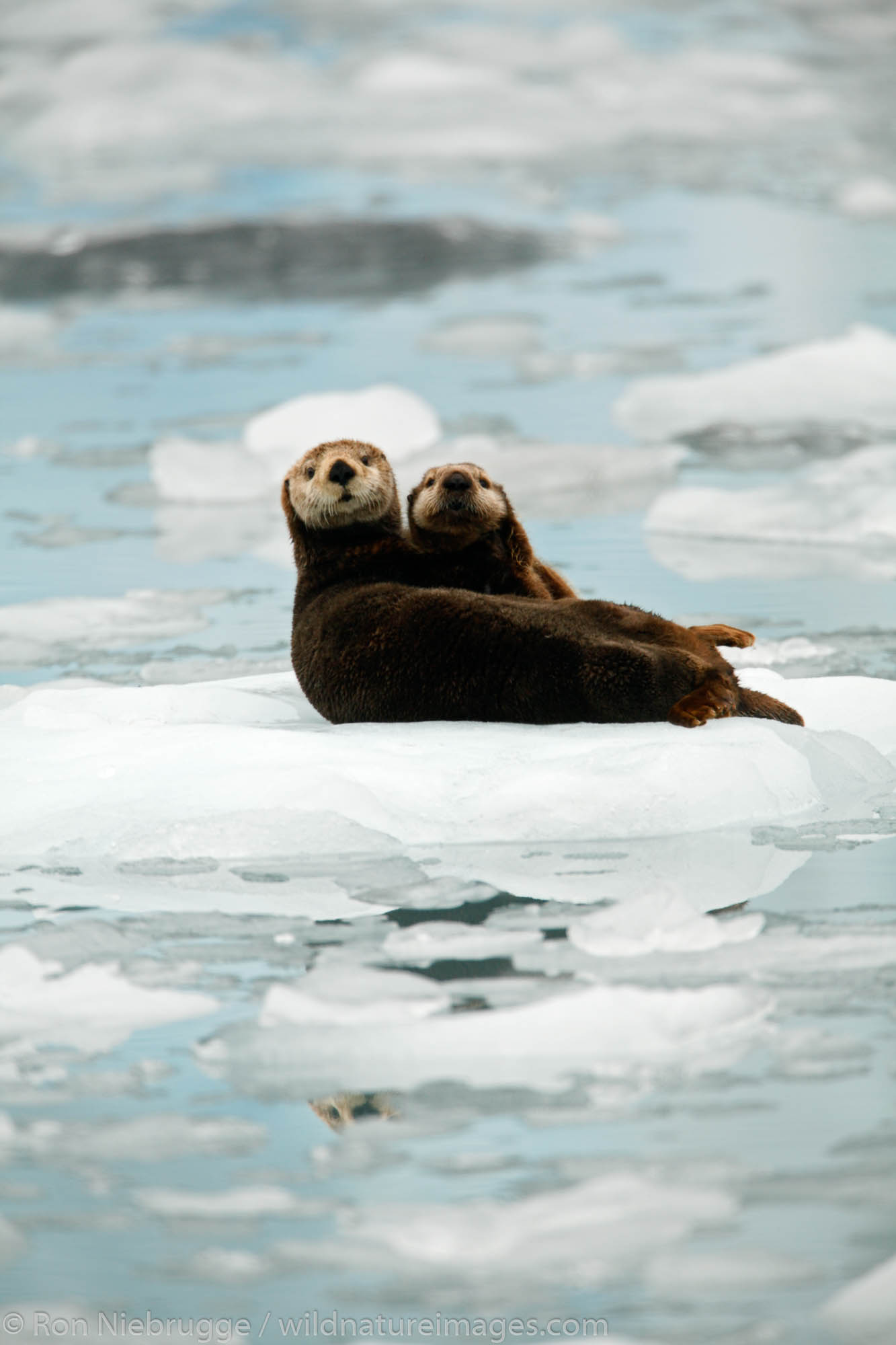 Sea Otter with pup on ice flow in Surprise Inlet Harriman Fiord Prince William Sound Chugach National Forest Alaska.