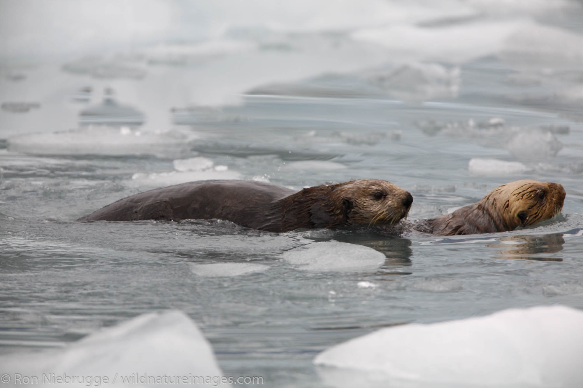 Sea Otters in Surprise Inlet, Surprise Glacier, Harriman Fiord, Prince William Sound, Chugach National Forest, Alaska.