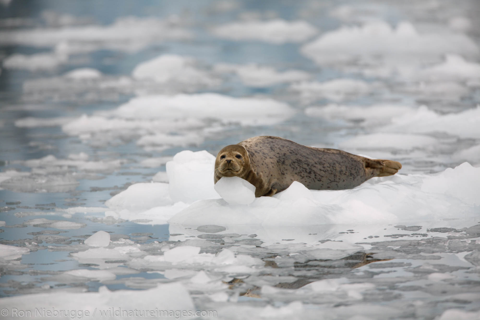 Harbor Seals on icebergs in Surprise Inlet, Surprise Glacier, Harriman Fiord, Prince William Sound, Chugach National Forest...