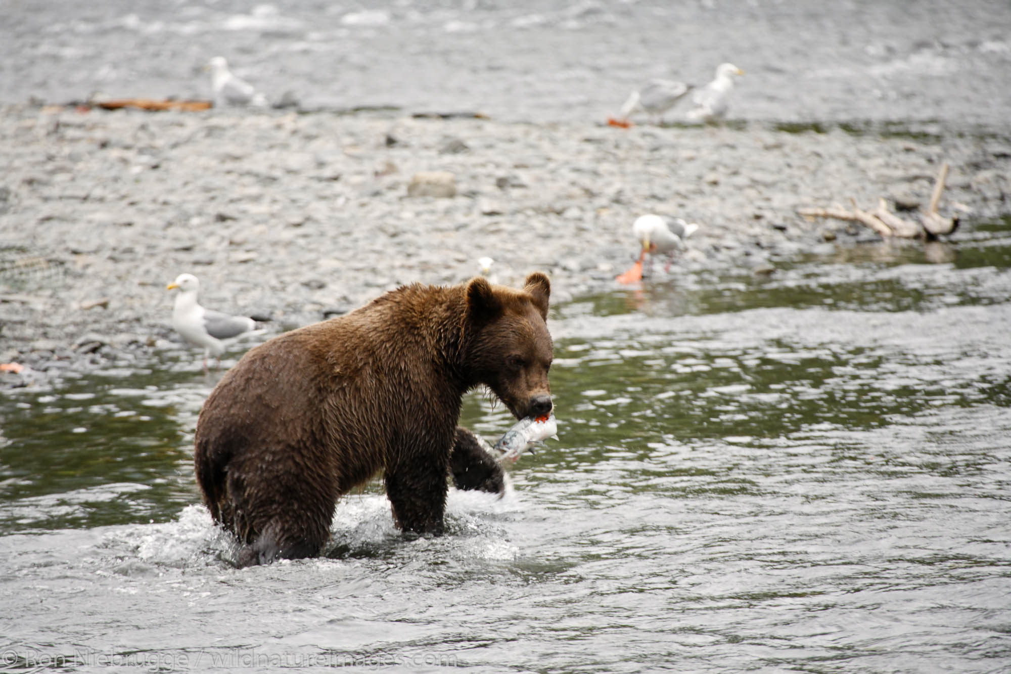 Grizzly Bear catches a salmon at the Russian River, Kenai Peninsula, Chugach National Forest, Alaska.