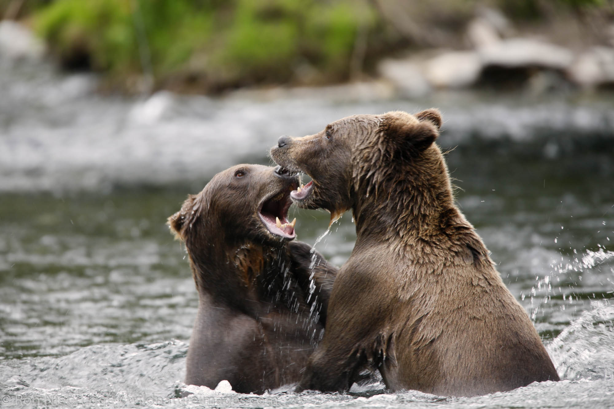 Two Grizzly Bears at the Russian River, Kenai Peninsula, Chugach National Forest, Alaska.