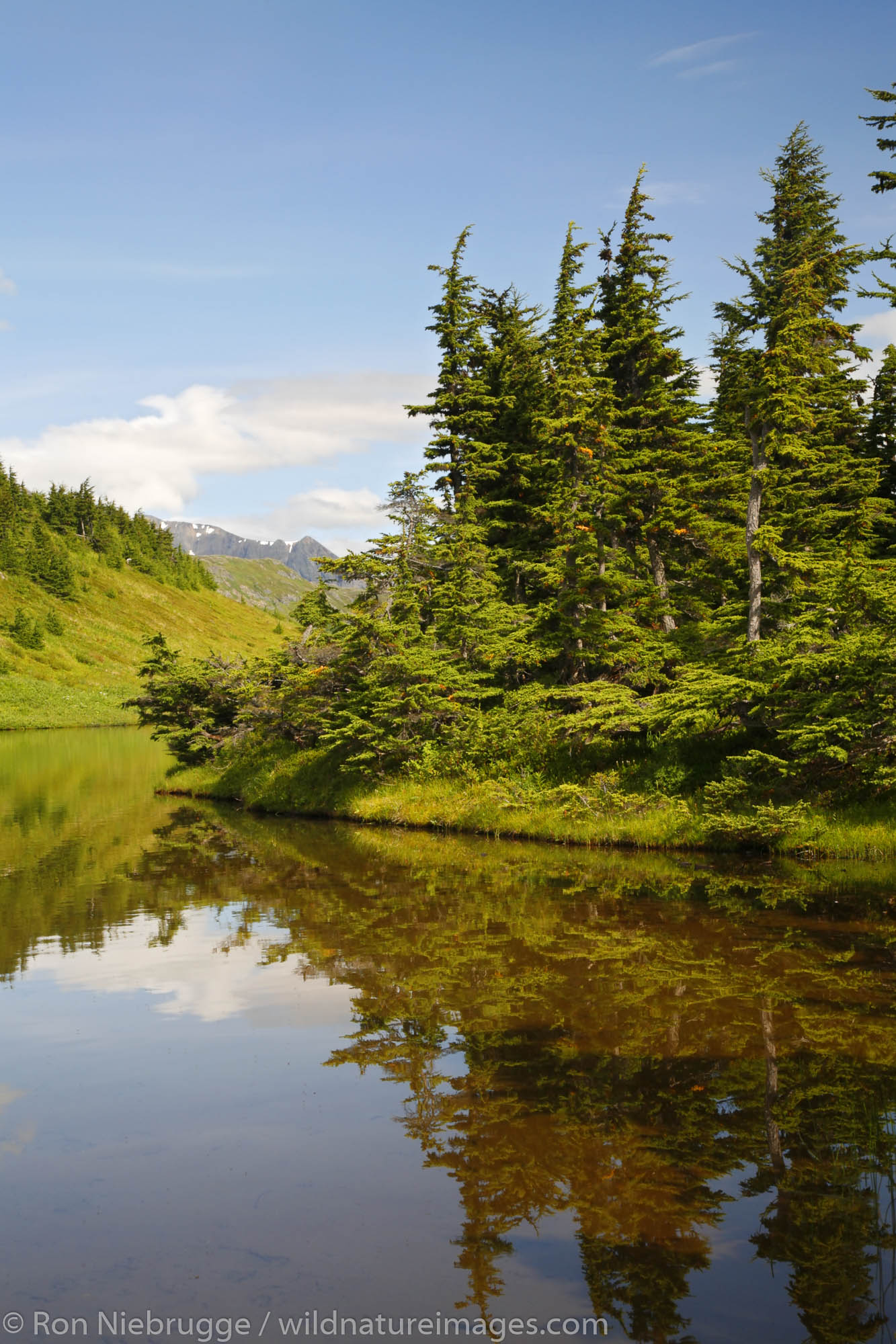 Pond along the Lost Lake Trail, Kenai Peninsula, Chugach National Forest, Alaska.