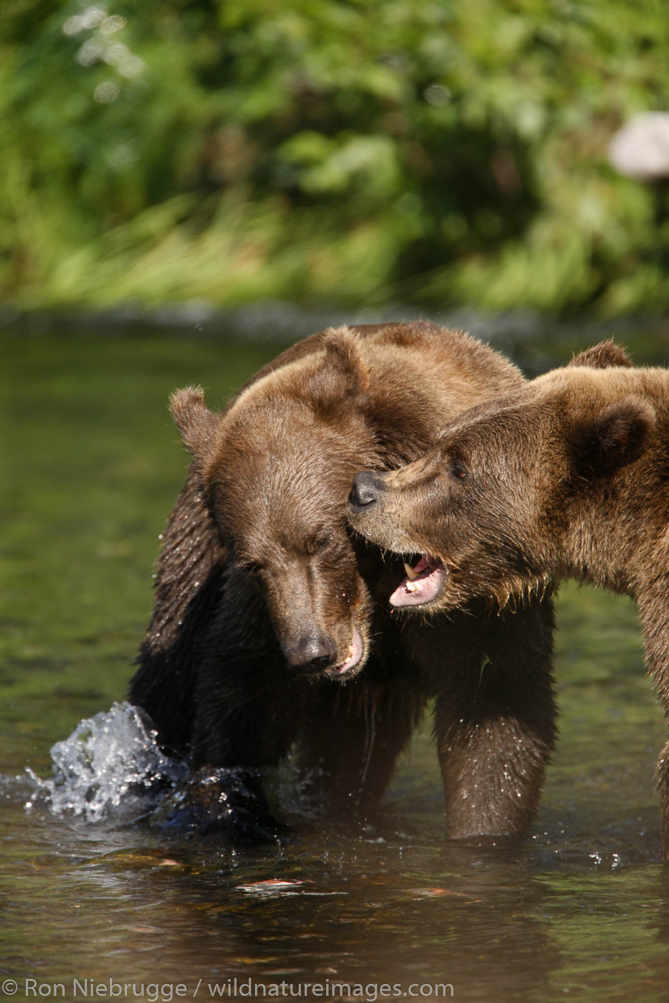 Grizzly Bears in the Russian River, Kenai Peninsula, Chugach National Forest, Alaska.