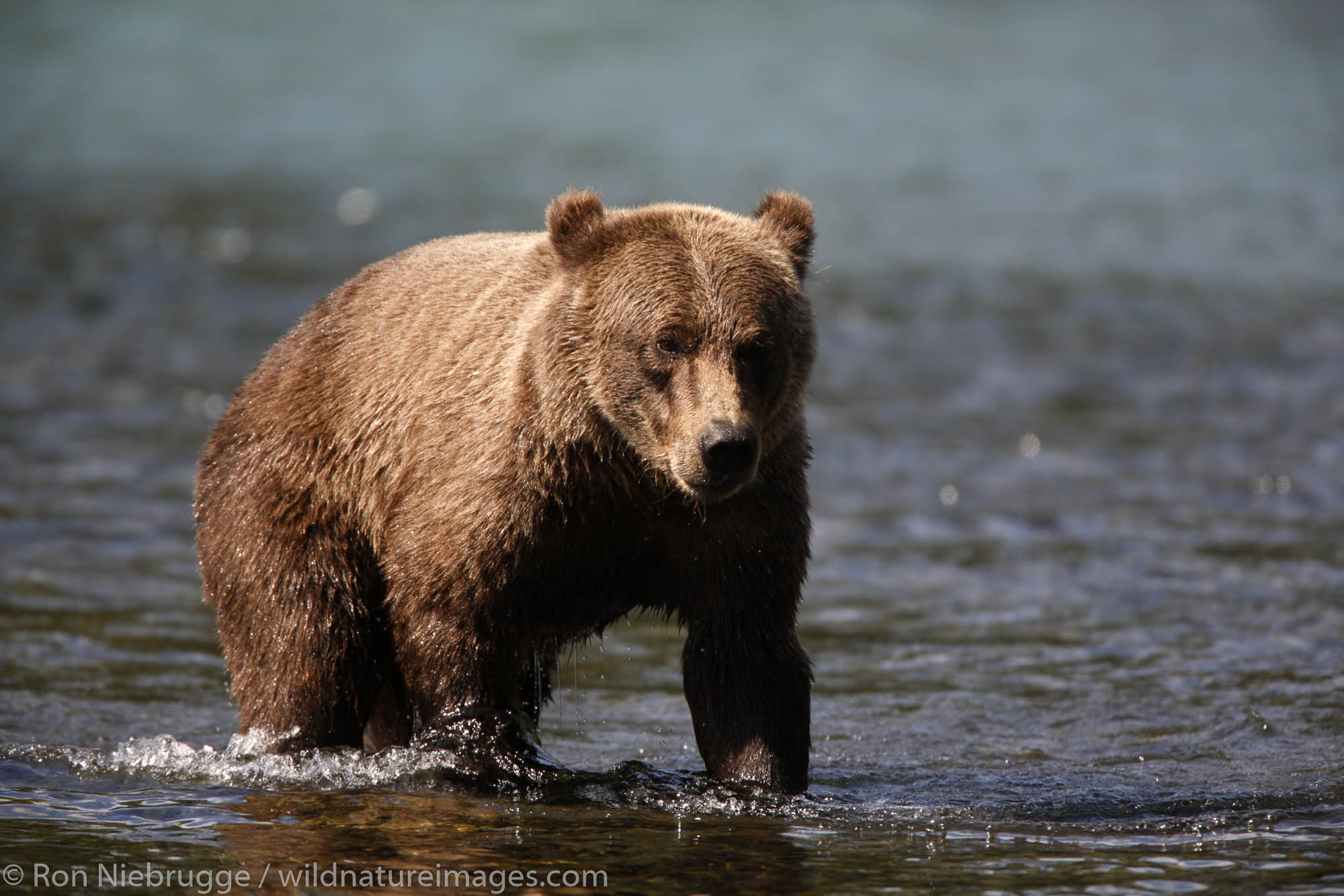 Grizzly Bear at the confluence of the Russian River and Kenai River, Kenai Peninsula,  Chugach National Forest, Alaska.