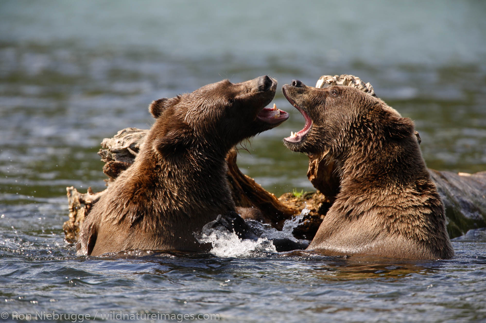 Grizzly Bears playing at the confluence of the Russian River and Kenai River, Kenai Peninsula,  Chugach National Forest, Alaska...