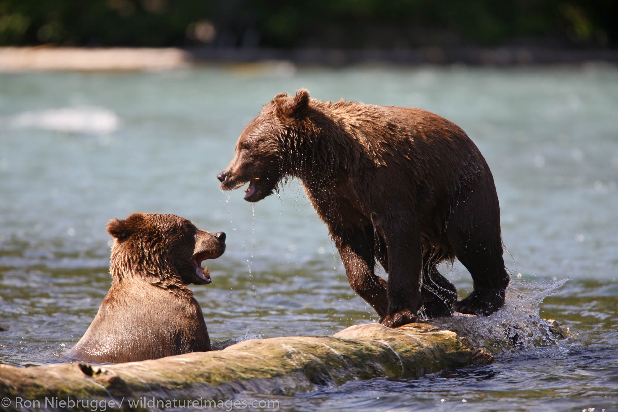 Grizzly Bears playing at the confluence of the Russian River and Kenai River, Kenai Peninsula,  Chugach National Forest, Alaska...