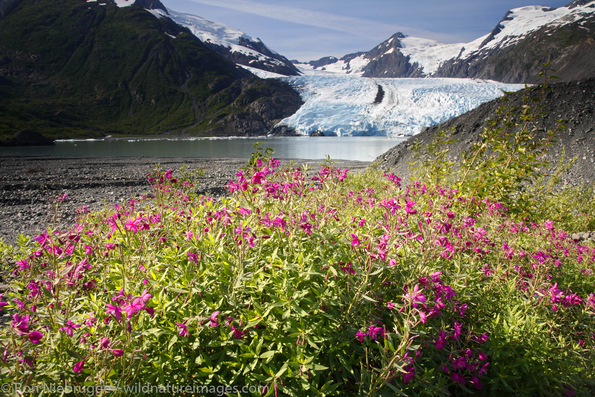 Portage Glacier and Portage Lake from Portage Pass Trail with dwarf fireweed, Portage Valley, Chugach National Forest, Alaska...