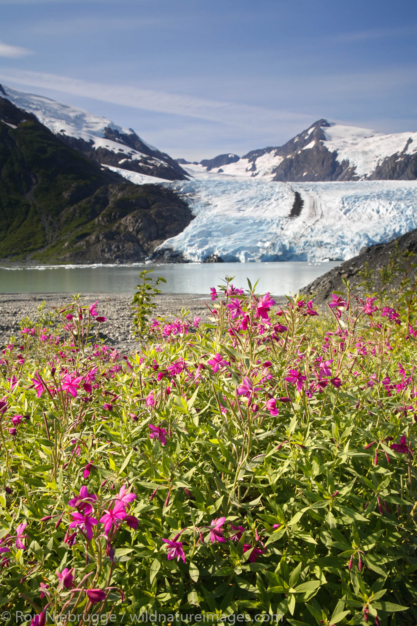 Portage Glacier and Portage Lake from Portage Pass Trail with dwarf fireweed, Portage Valley, Chugach National Forest, Alaska...