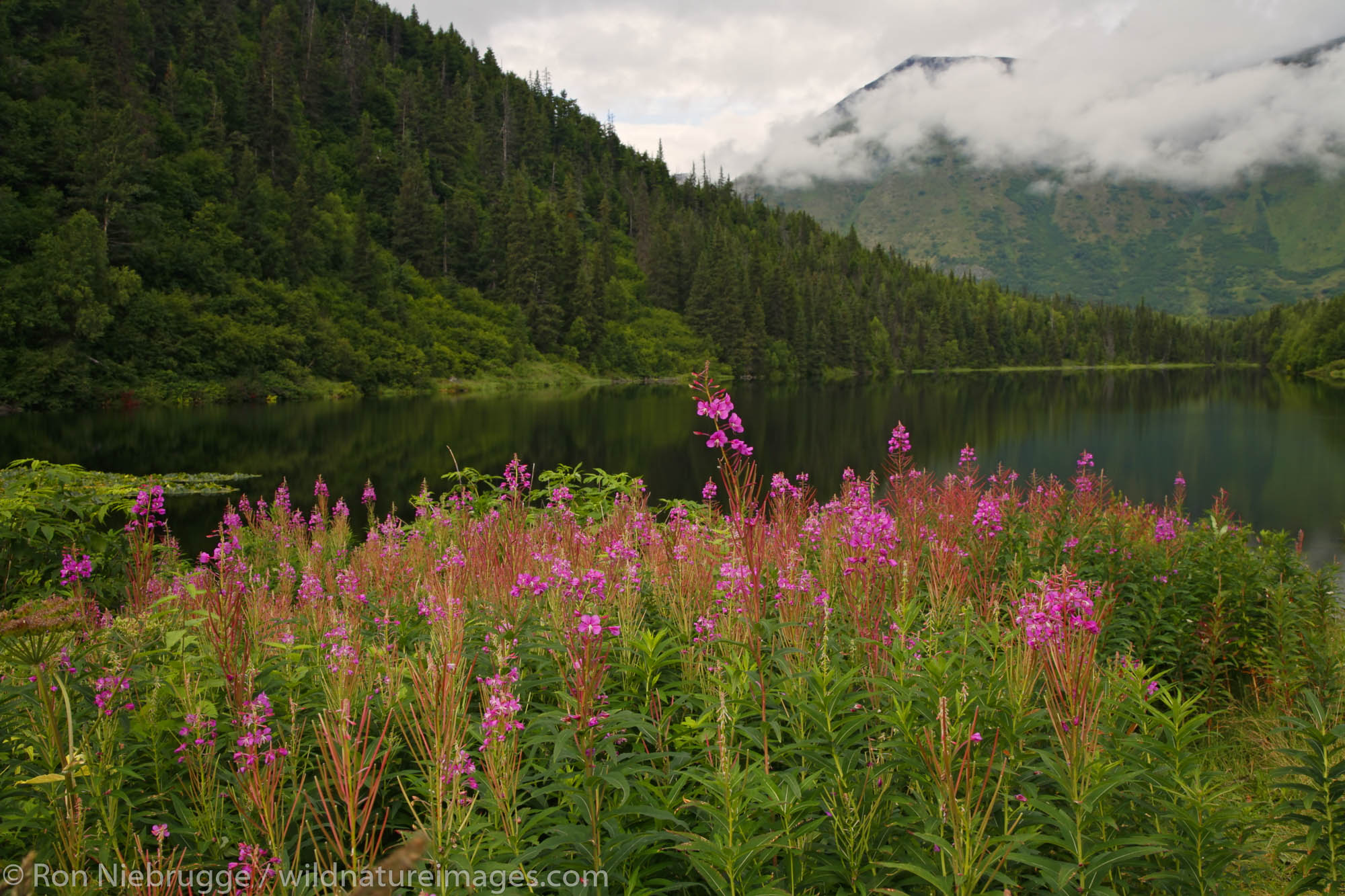 Fireweed blooms along Jerome Lake, Kenai Peninsula, Chugach National Forest, Alaska.