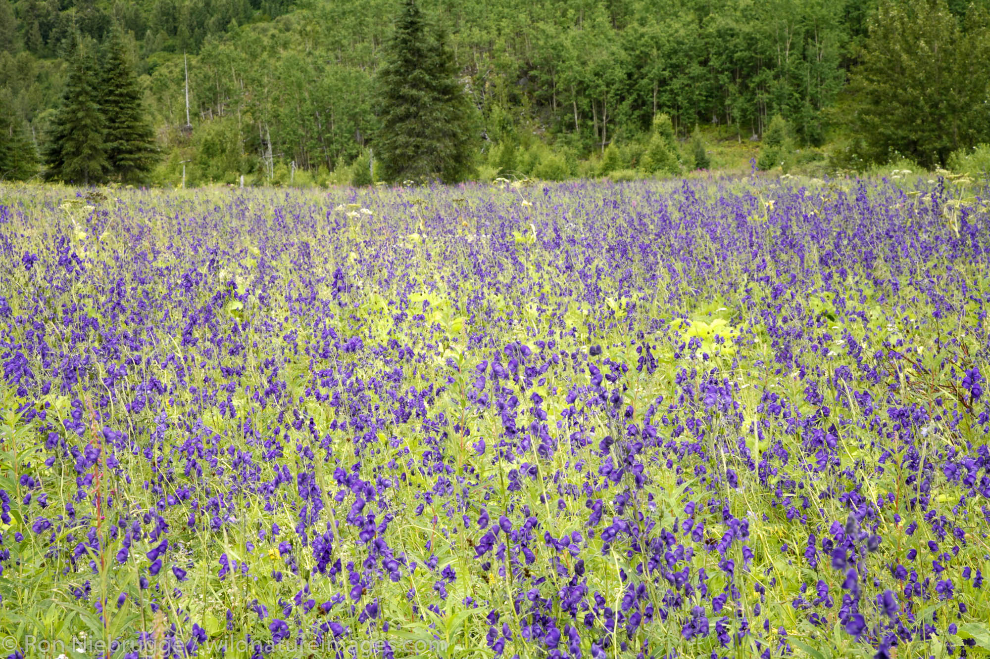 Field of Monkshood, Kenai Peninsula, Chugach National Forest, Alaska.