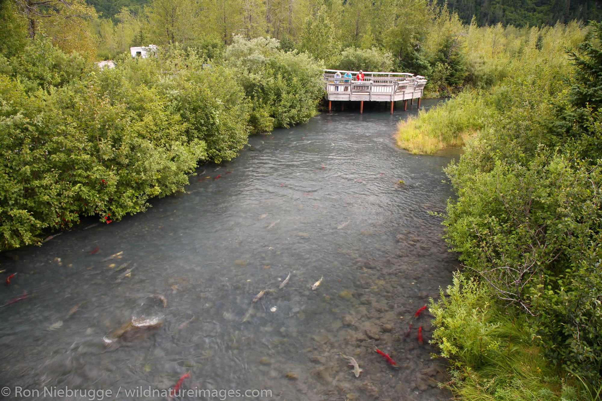 Williwaw Fish Viewing Platform, Portage Valley, Chugach National Forest, Alaska.