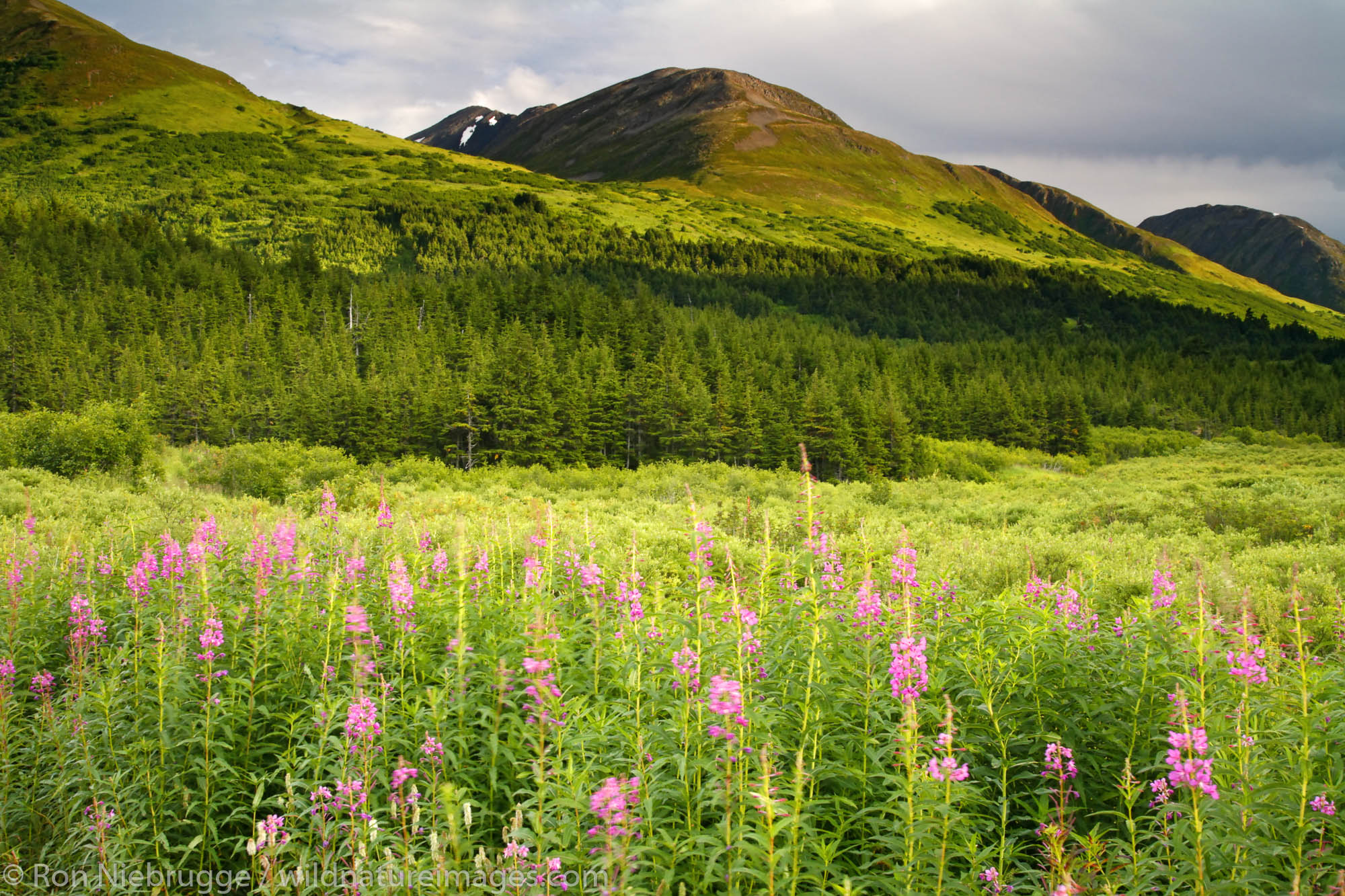 Fireweed in Turnagain Pass, Chugach National Forest, Alaska.