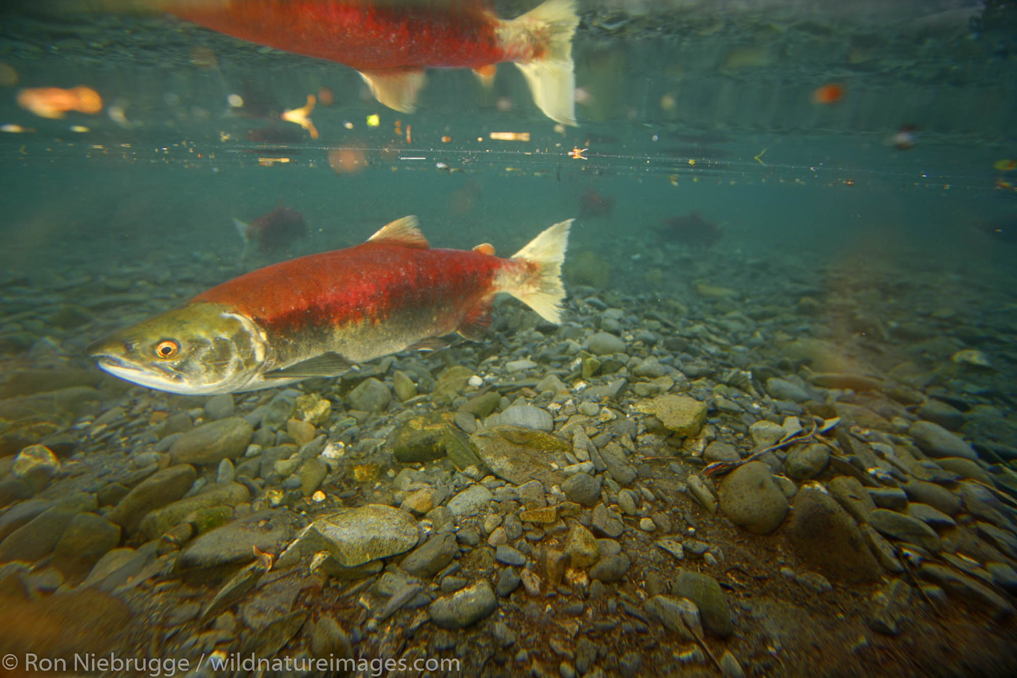 Spawning Red Salmon, Tern Lake, Kenai Peninsula, Chugach National Forest, Alaska.