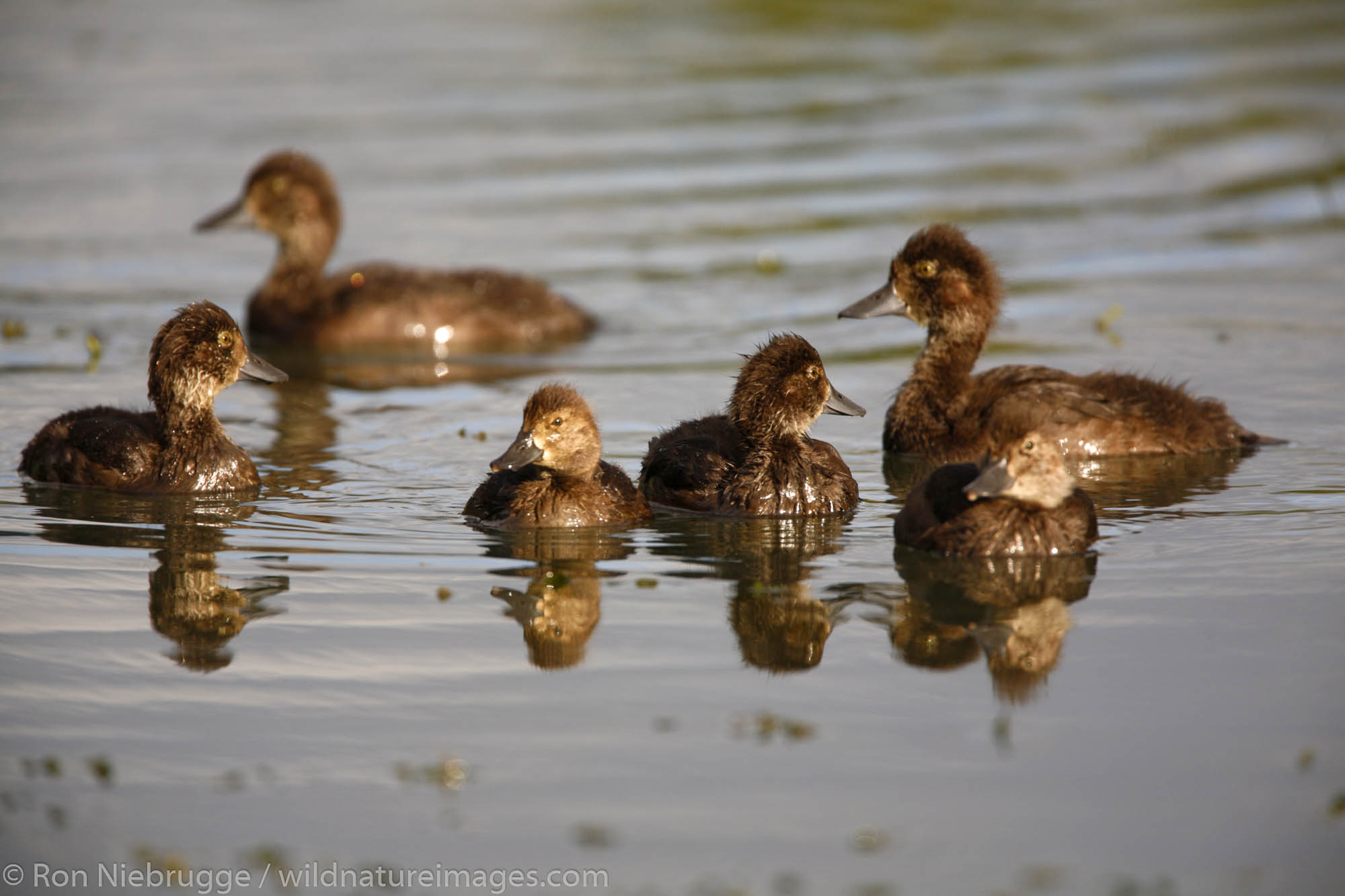 Ducklings swimming in Tern Lake, Kenai Peninsula, Chugach National Forest, Alaska.