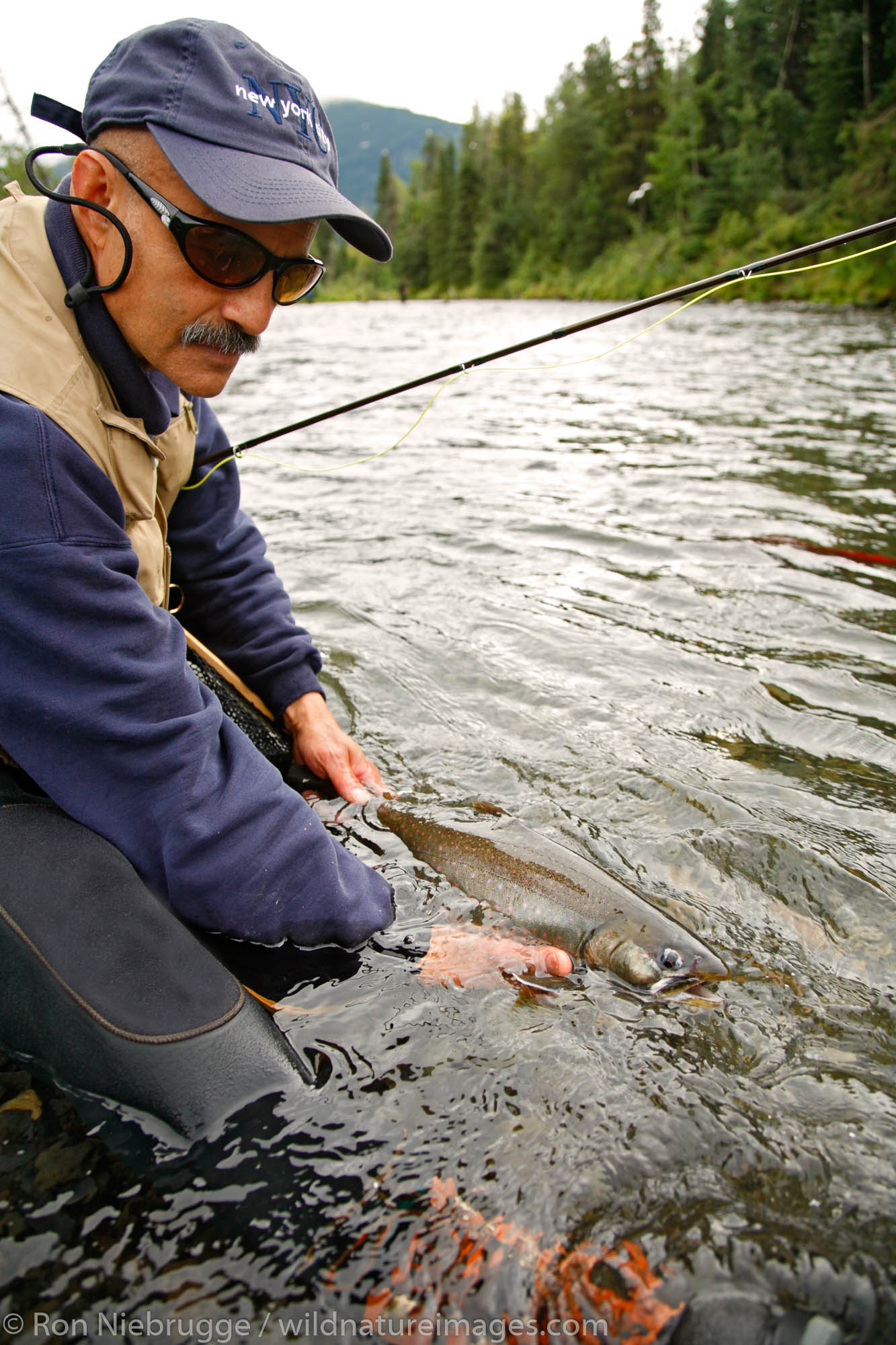 Fisherman releases a Dolly Varden, Russian River, Kenai Peninsula, Chugach National Forest, Alaska.