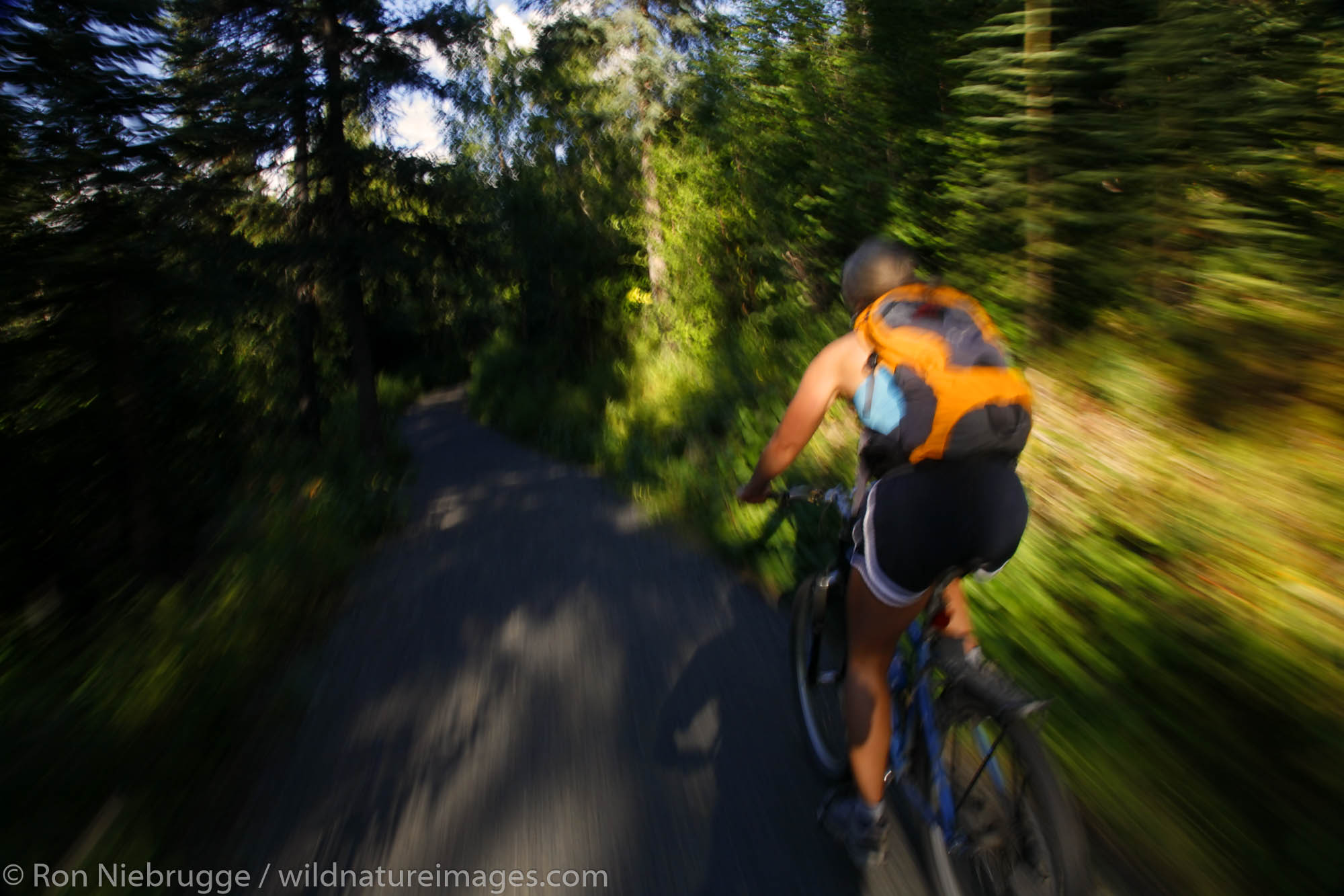 Mountain Biking on the  Russian Lakes-Resurrection River Trail, Kenai Peninsula, Chugach National Forest, Alaska. (MR)