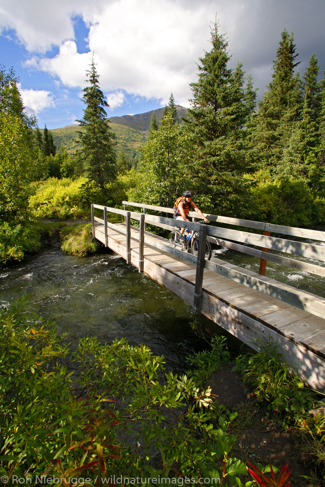 Mountain Biker crosses the Juneau Creek Bridge, Resurrection Pass Trail, Kenai Peninsula, Chugach National Forest, Alaska.