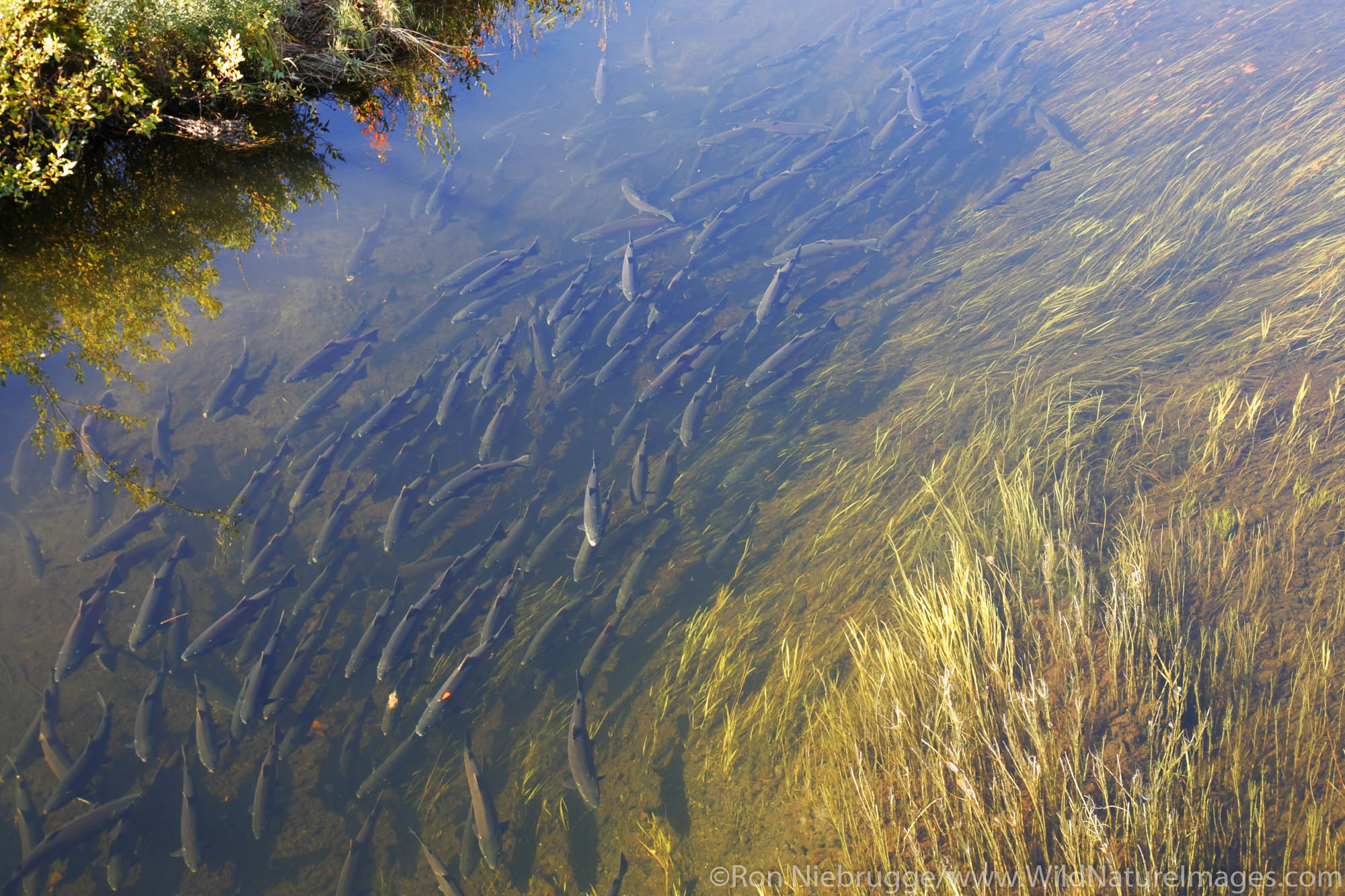 Spawning Salmon Photos by Ron Niebrugge