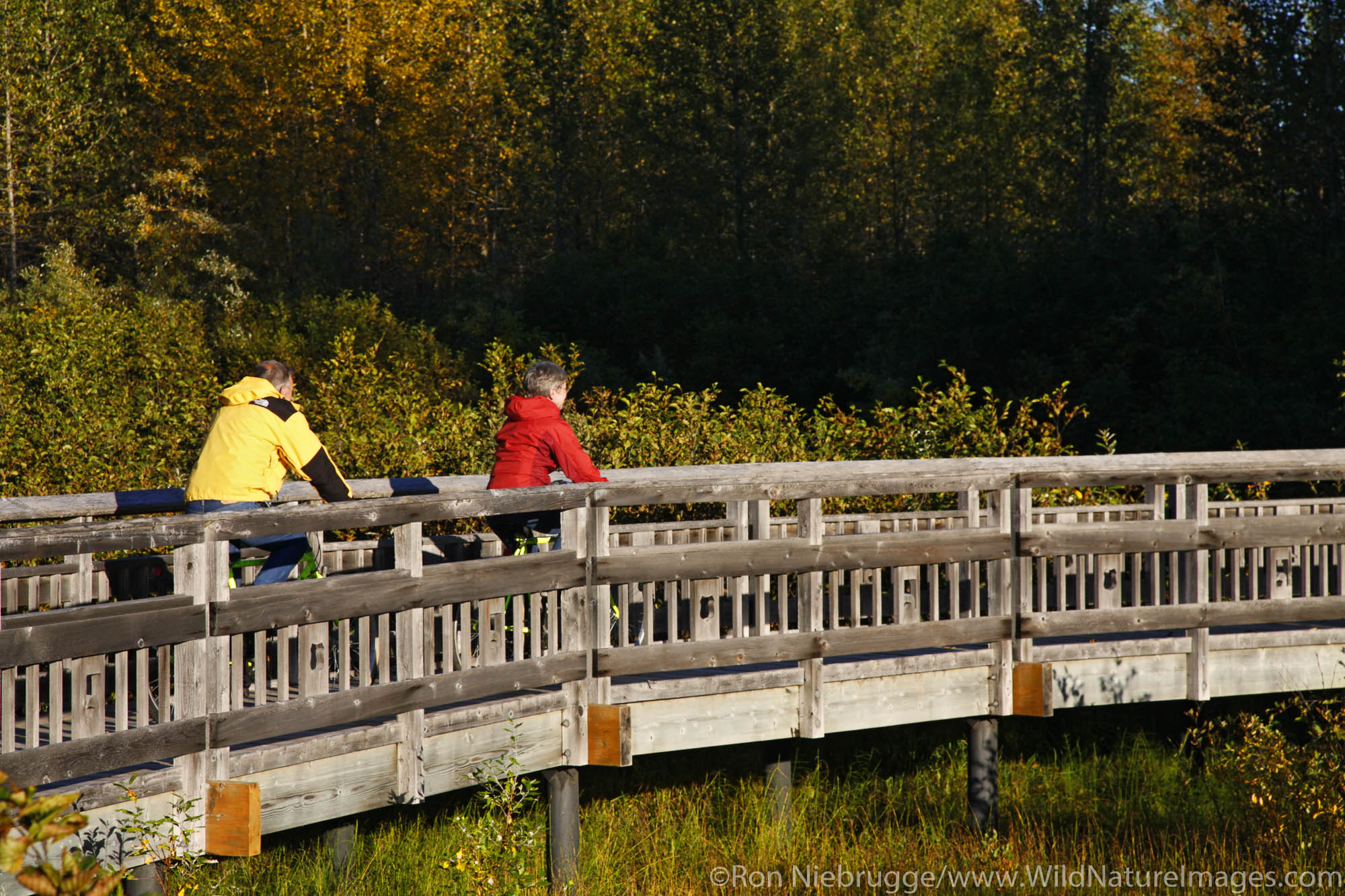 Biking in the Portage Valley Moose Flats area, Chugach National Forest, Alaska. (MR)