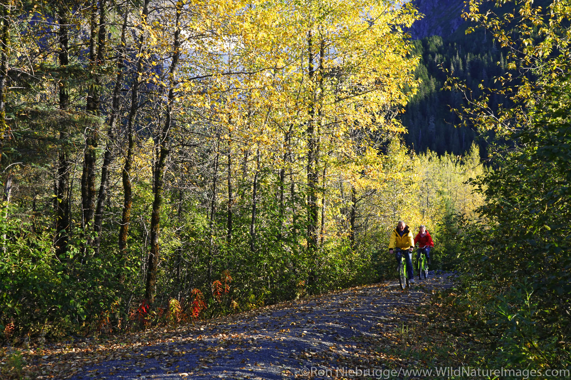 Biking on The Trail of Blue Ice in the Portage Valley Moose Flats area, Chugach National Forest, Alaska. (MR)