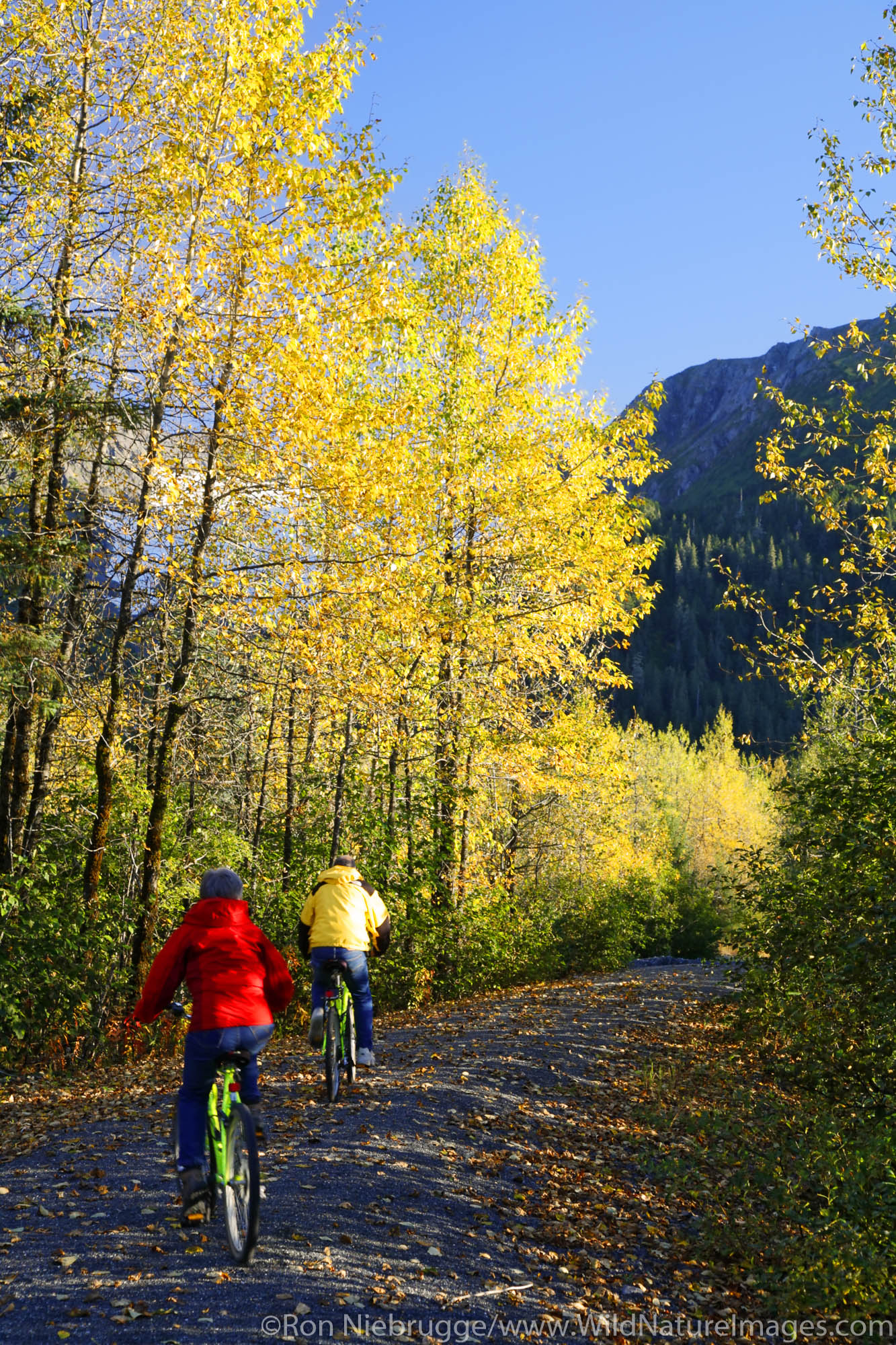 Biking on The Trail of Blue Ice in the Portage Valley Moose Flats area, Chugach National Forest, Alaska. (MR)