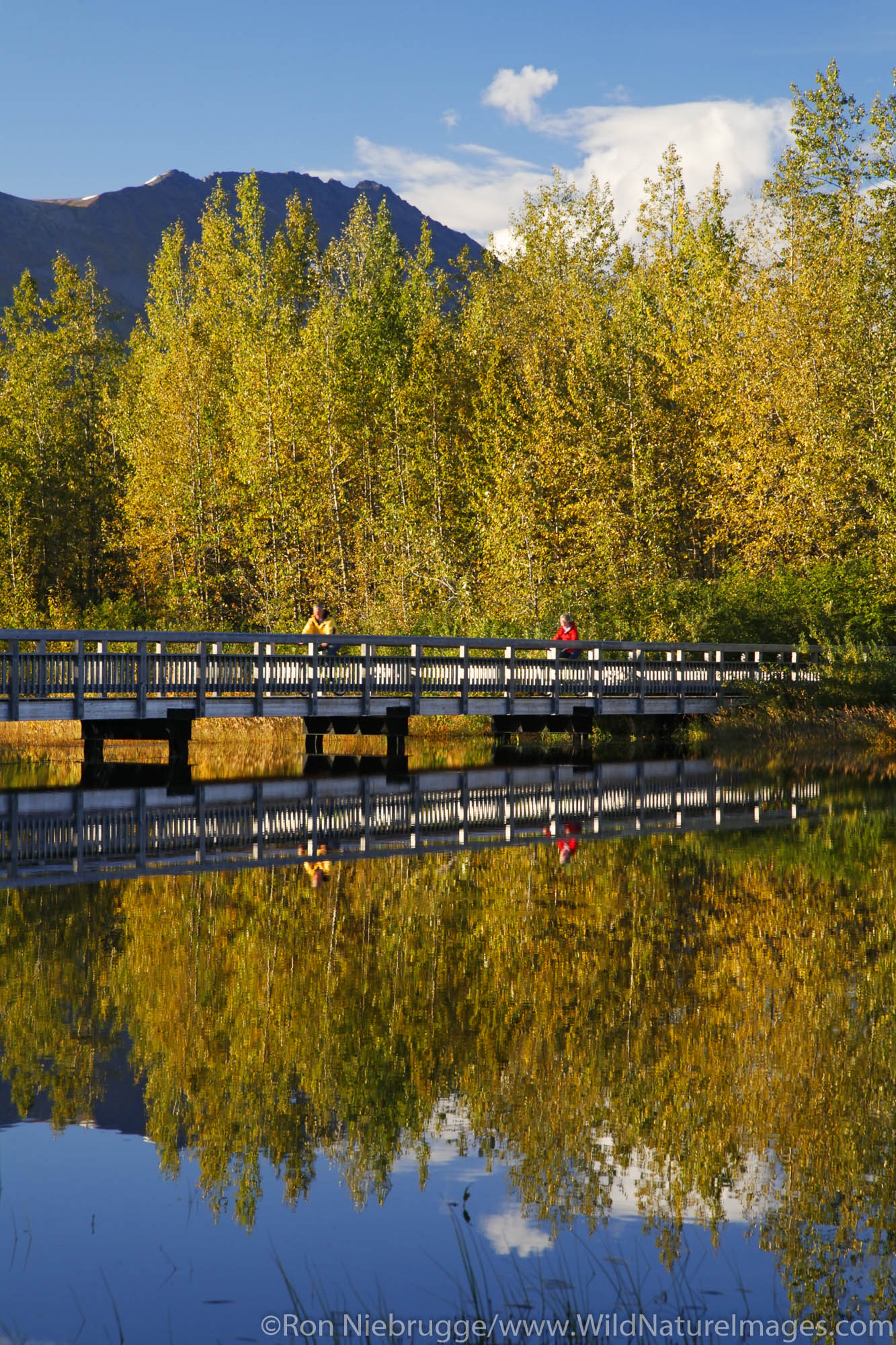 Biking on The Trail of Blue Ice in the Portage Valley Moose Flats area, Chugach National Forest, Alaska. (MR)