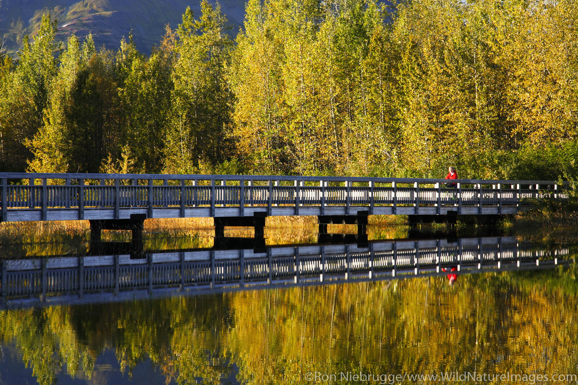 Biking on The Trail of Blue Ice in the Portage Valley Moose Flats area, Chugach National Forest, Alaska. (MR)