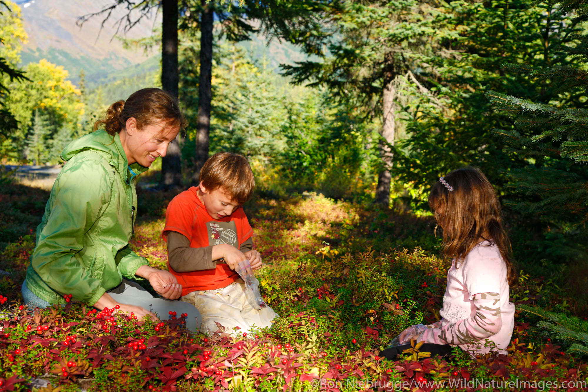 Berry Picking at Trail Lake Campground Kenai Peninsula Chugach National Forest Alaska. (MR)