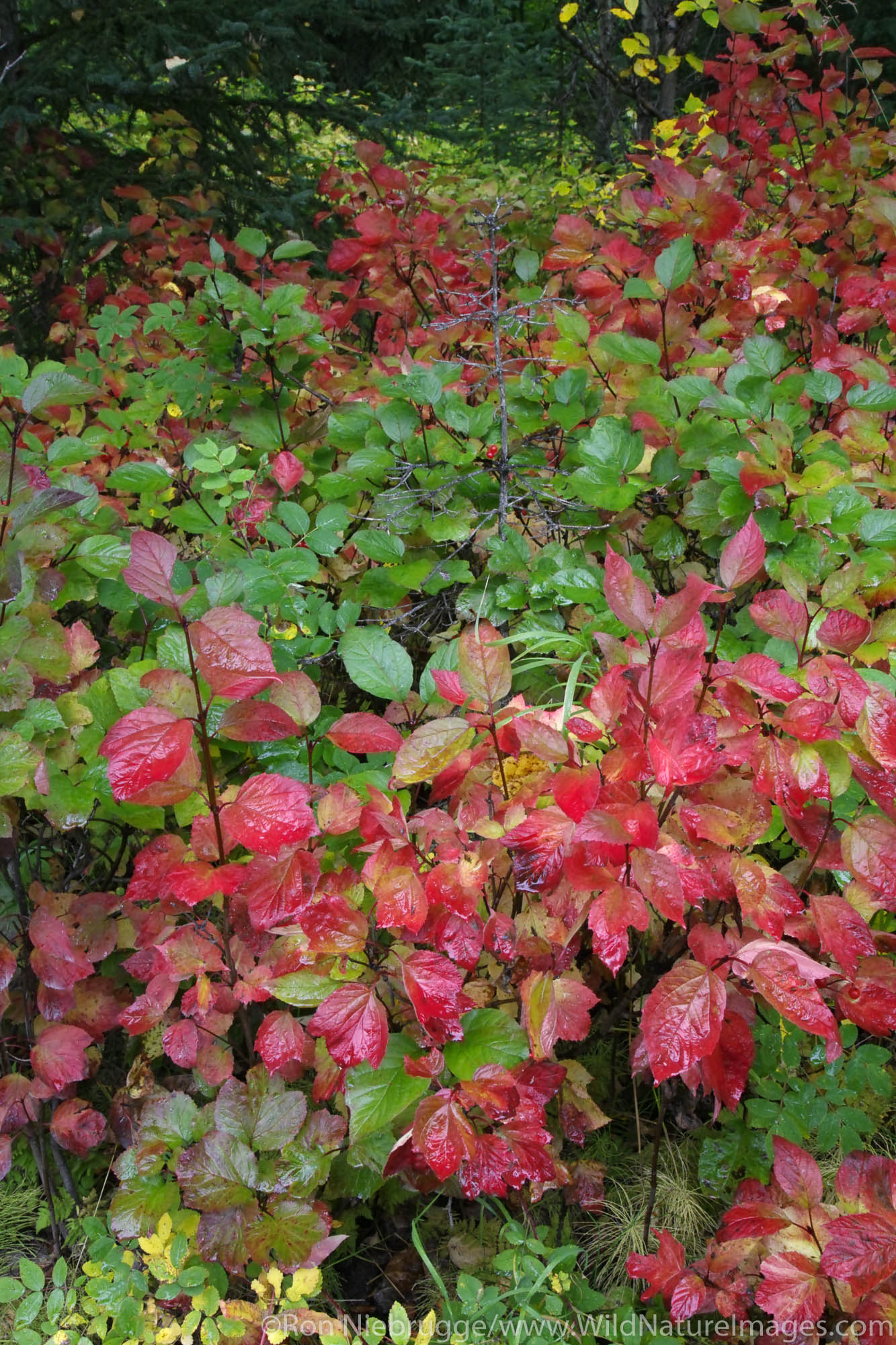 Fall Foliage, Kenai Peninsula, Chugach National Forest, Alaska.