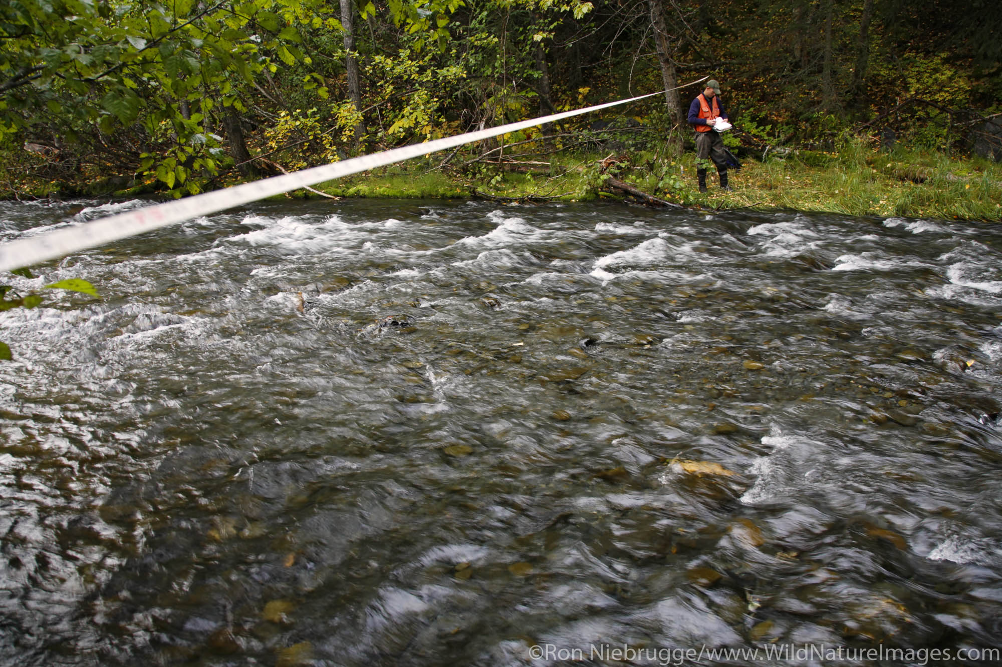 Hydrologist performs stream surveys in Cooper Creek, Kenai Peninsula, Chugach National Forest, Alaska.