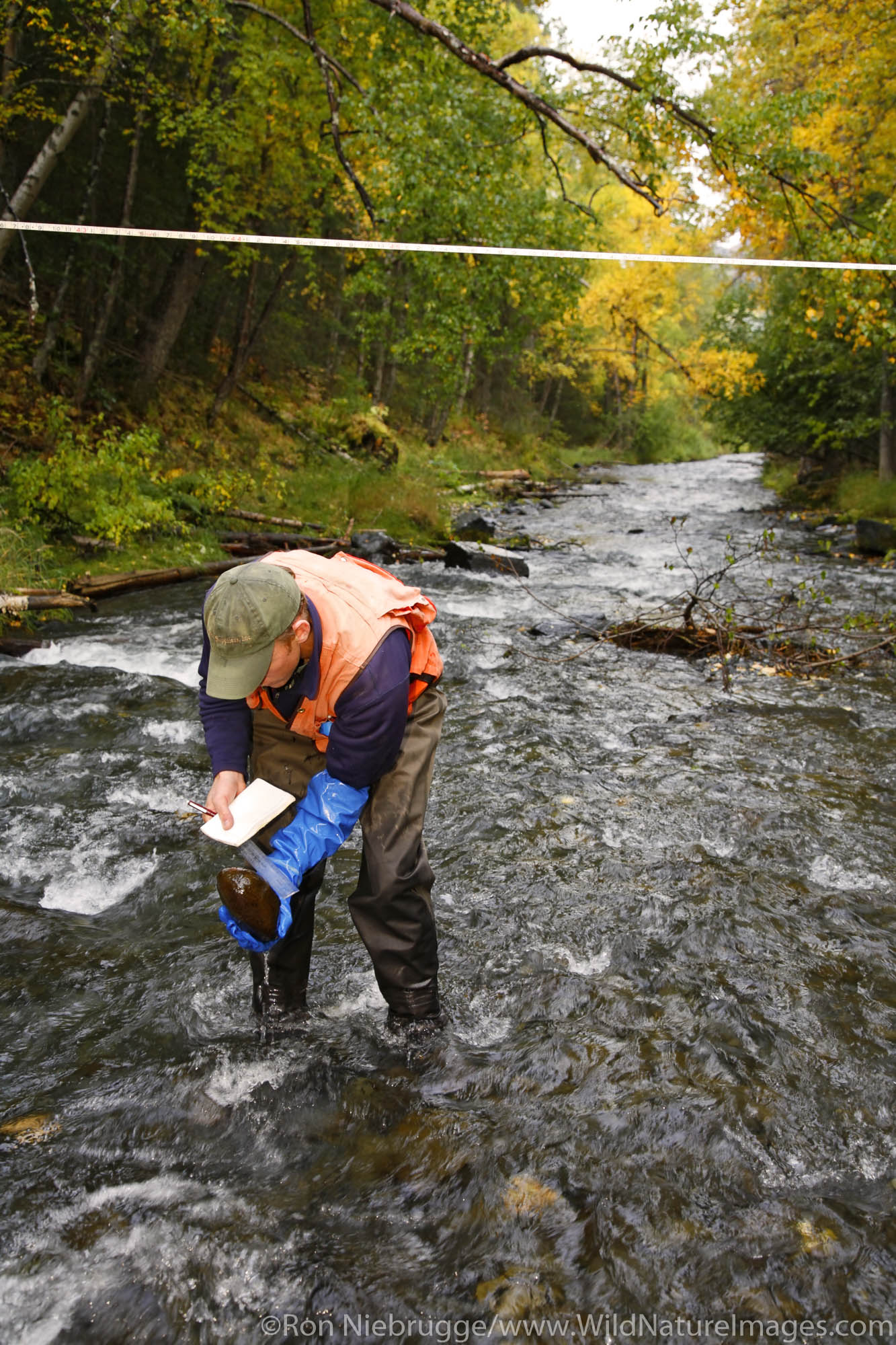 Hydrologist performs stream surveys in Cooper Creek, Kenai Peninsula, Chugach National Forest, Alaska.