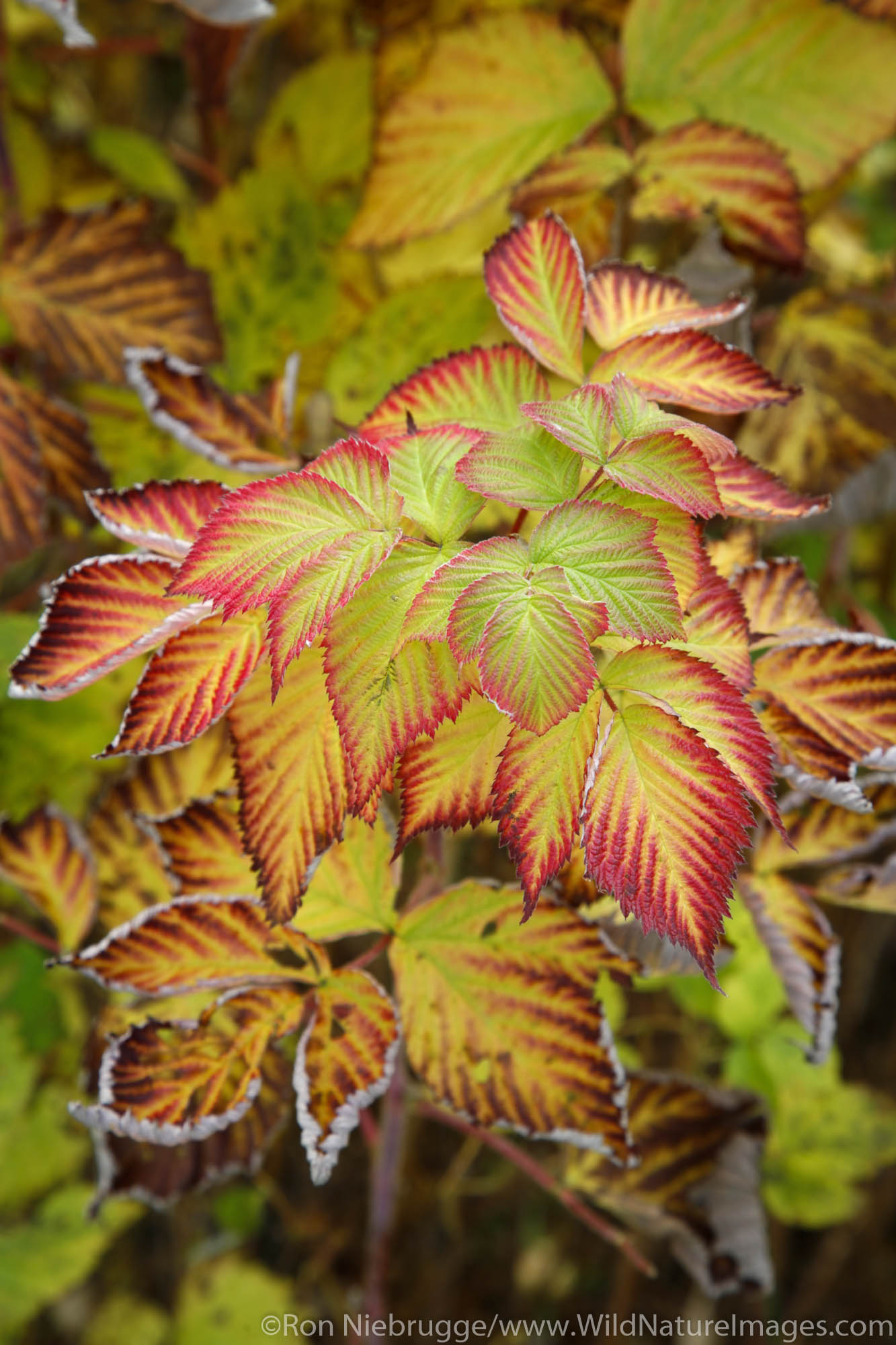 Fall Foliage, Kenai Peninsula, Chugach National Forest, Alaska.